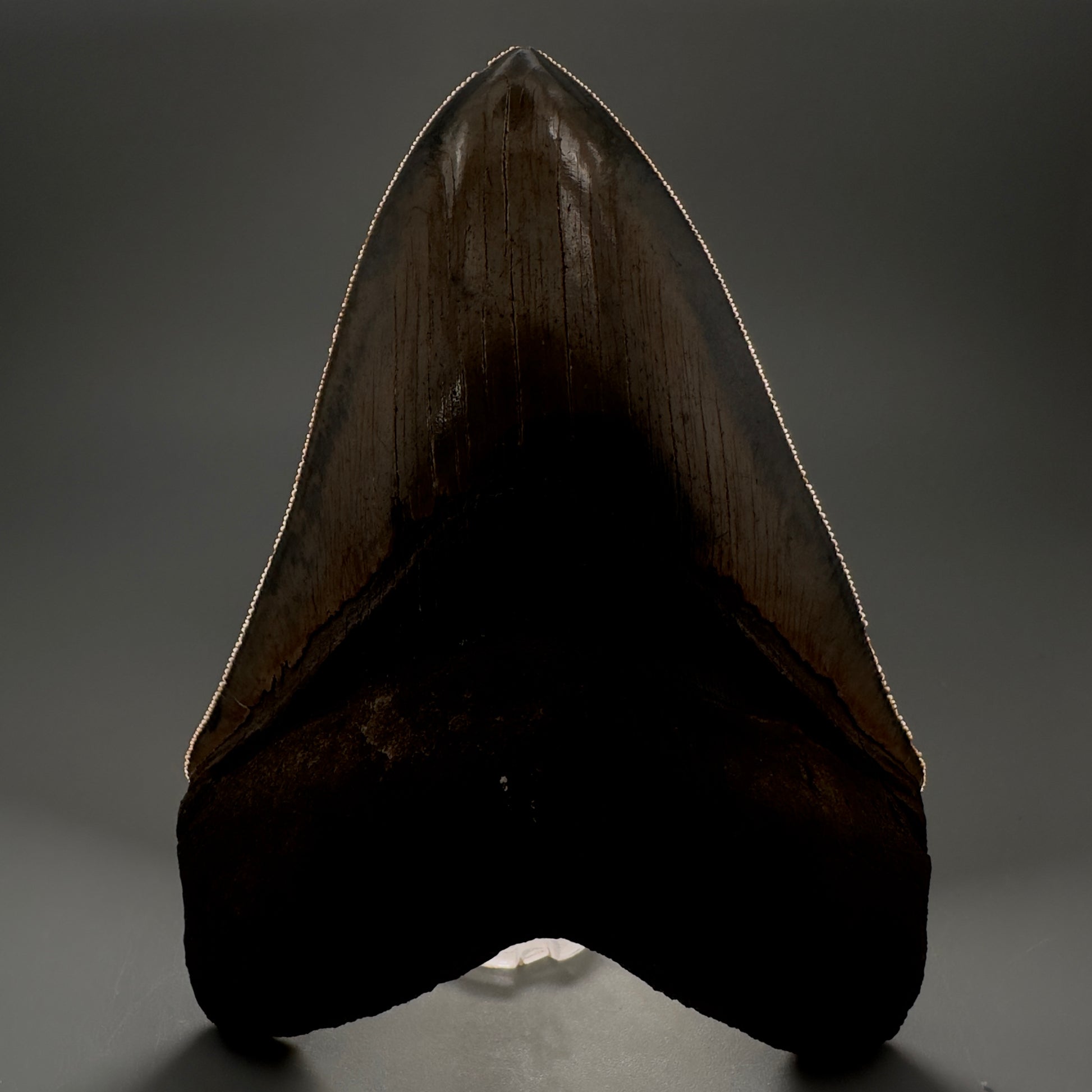 Collector's Quality, colorful 4.83" Fossil Megalodon Tooth - South Carolina CM5309 - Front Serrations detail