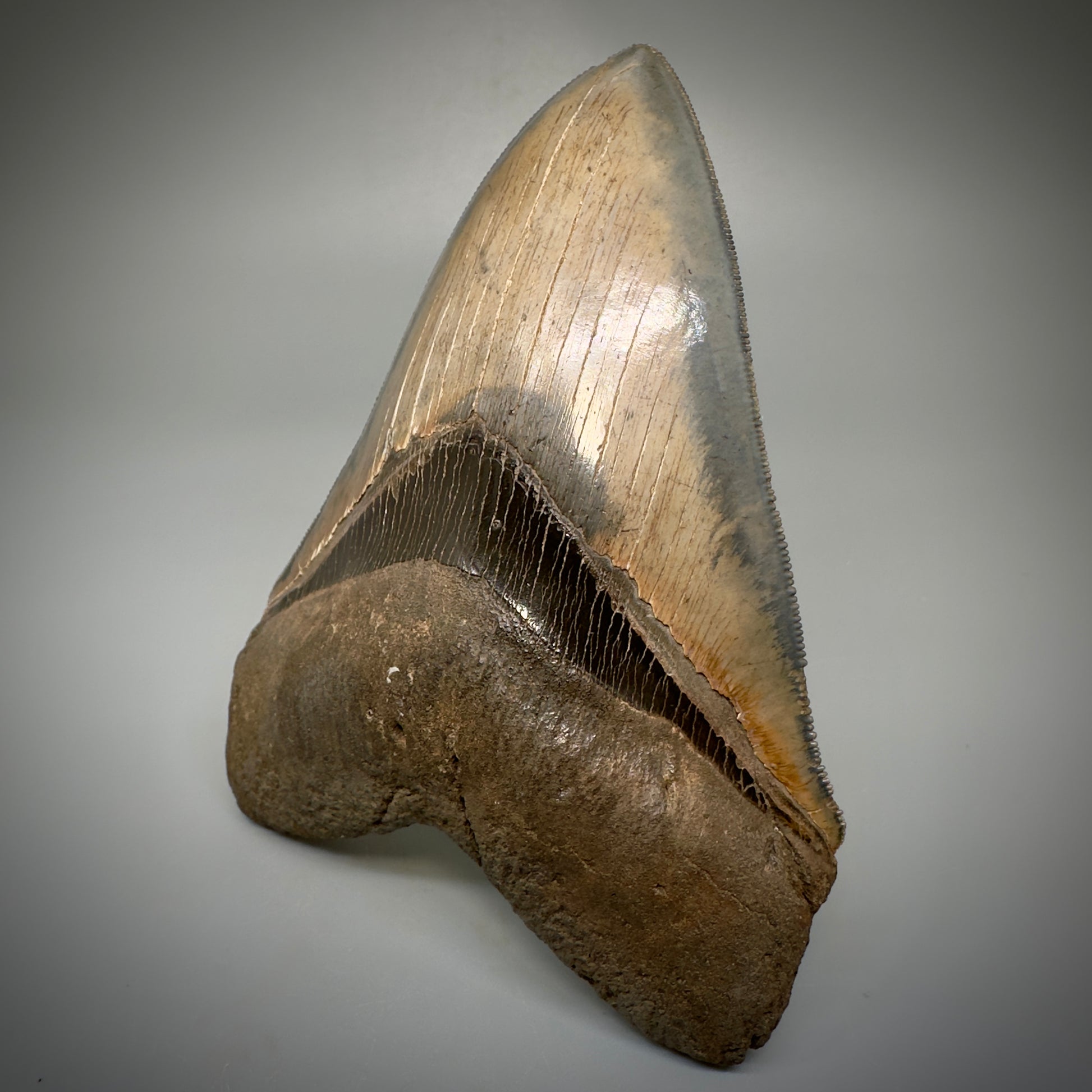 Collector's Quality, colorful 4.83" Fossil Megalodon Tooth - South Carolina CM5309 - Front Right