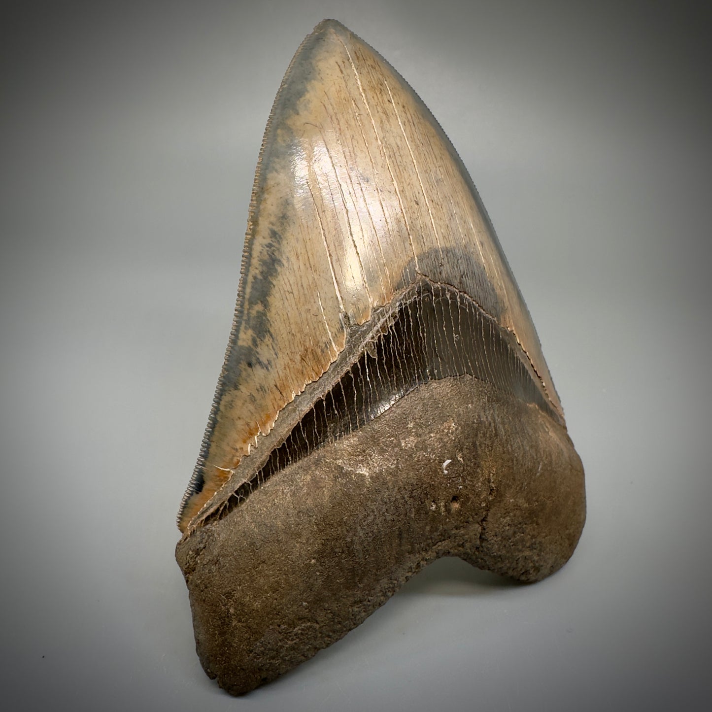 Collector's Quality, colorful 4.83" Fossil Megalodon Tooth - South Carolina CM5309 - Front Left