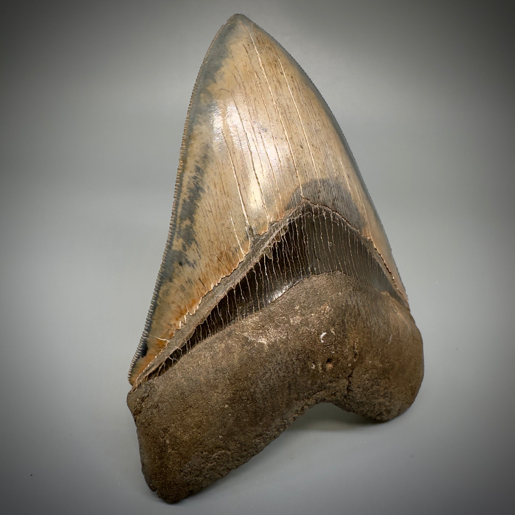 Collector's Quality, colorful 4.83" Fossil Megalodon Tooth - South Carolina CM5309 - Front Left