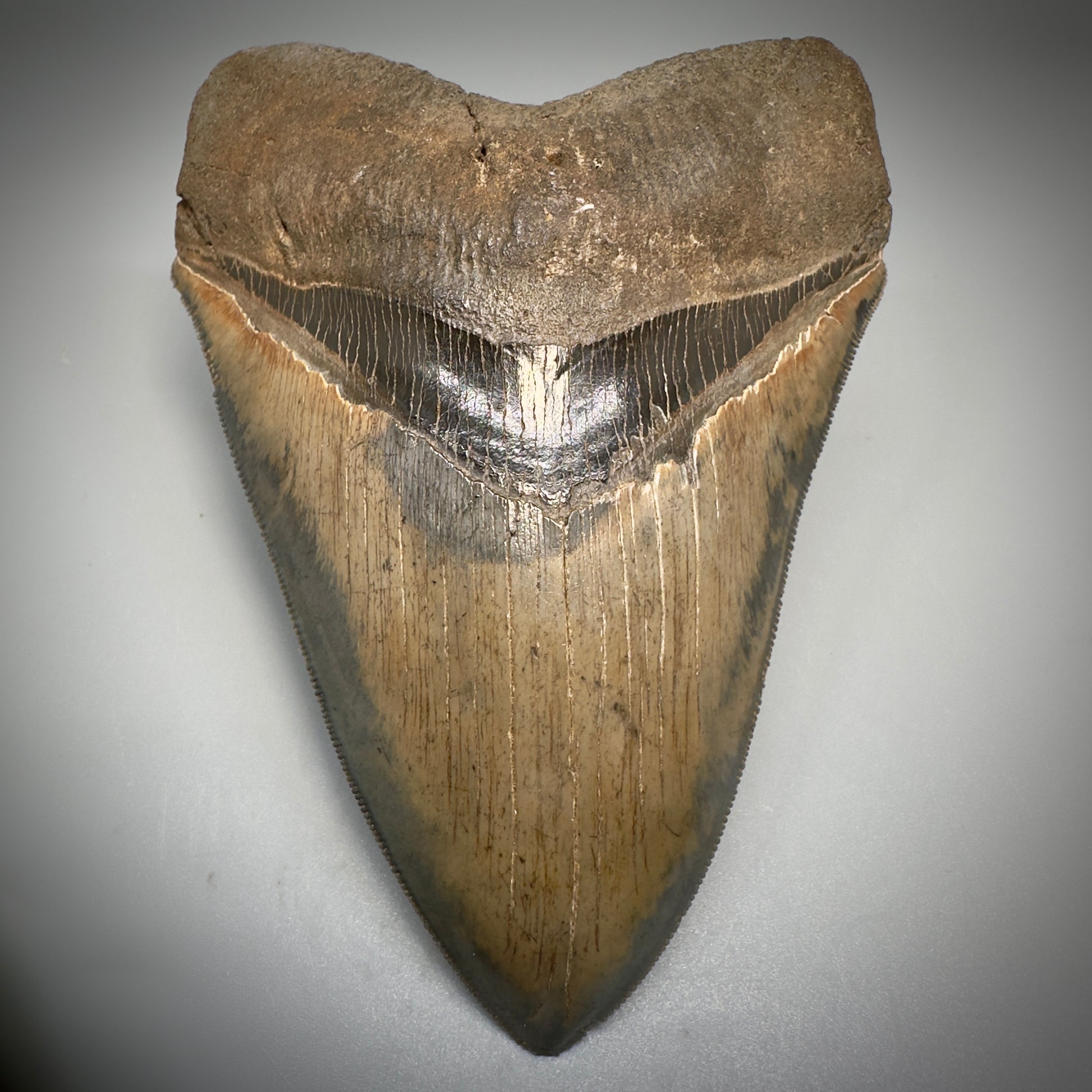 Collector's Quality, colorful 4.83" Fossil Megalodon Tooth - South Carolina CM5309 - Front 1