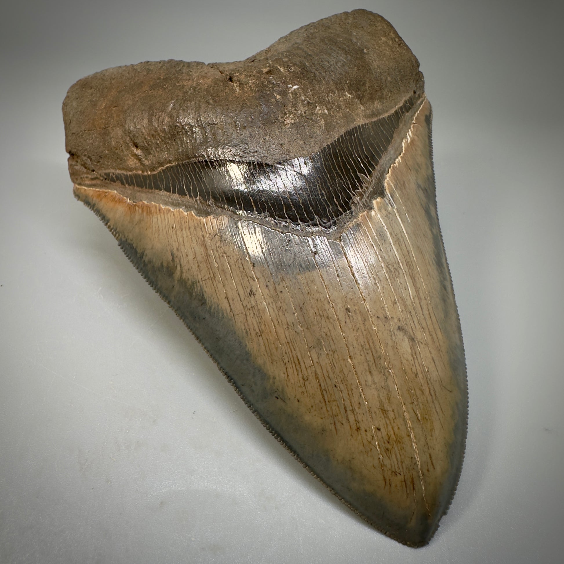 Collector's Quality, colorful 4.83" Fossil Megalodon Tooth - South Carolina CM5309 - Front Left 1