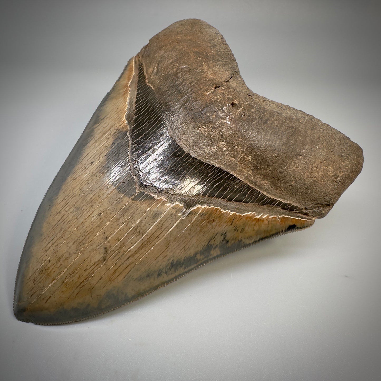 Collector's Quality, colorful 4.83" Fossil Megalodon Tooth - South Carolina CM5309 - Front Right 1
