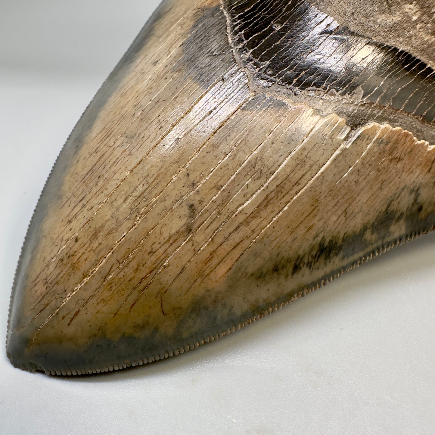 Collector's Quality, colorful 4.83" Fossil Megalodon Tooth - South Carolina CM5309 - Front Tip Detail