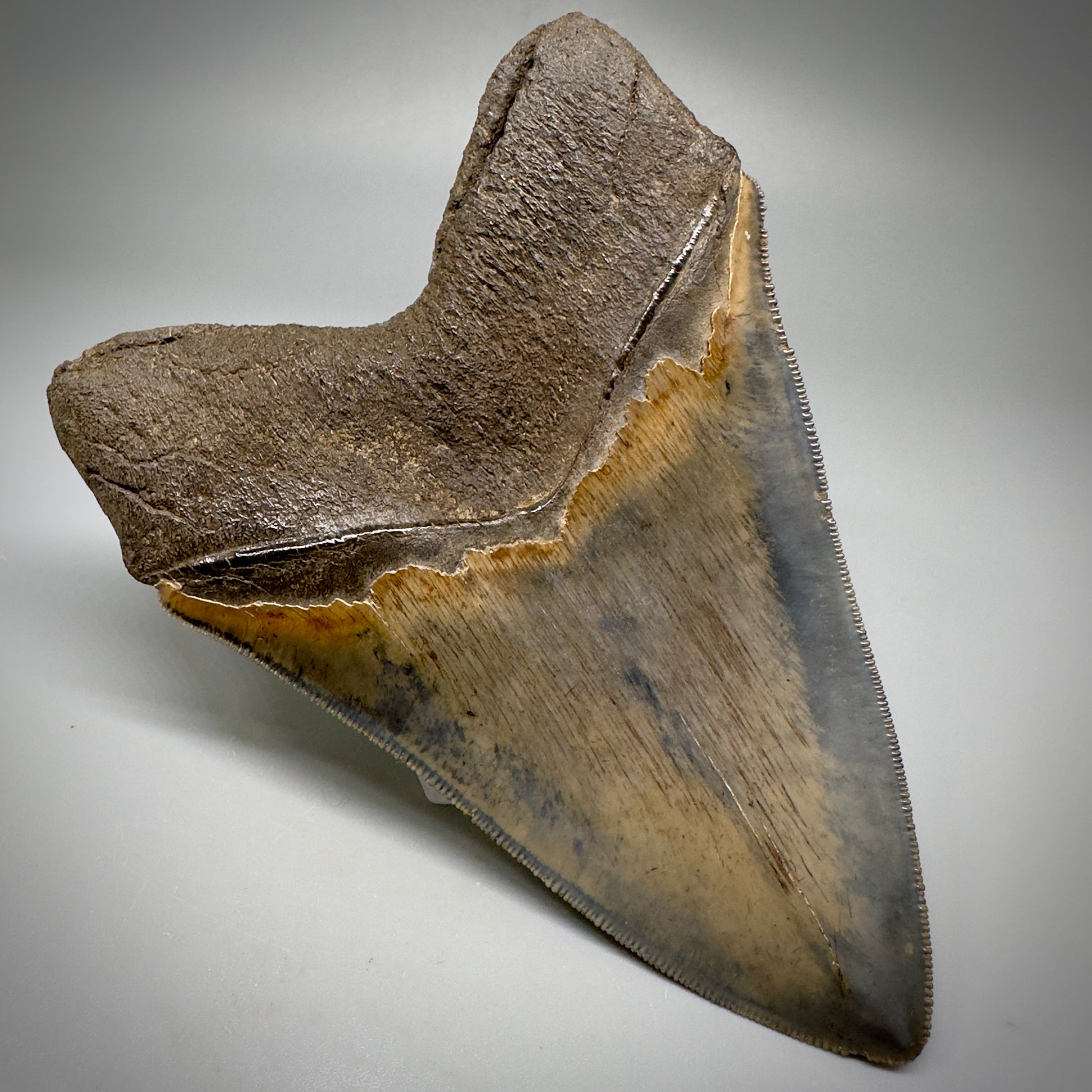 Collector's Quality, colorful 4.83" Fossil Megalodon Tooth - South Carolina CM5309 - Back Left