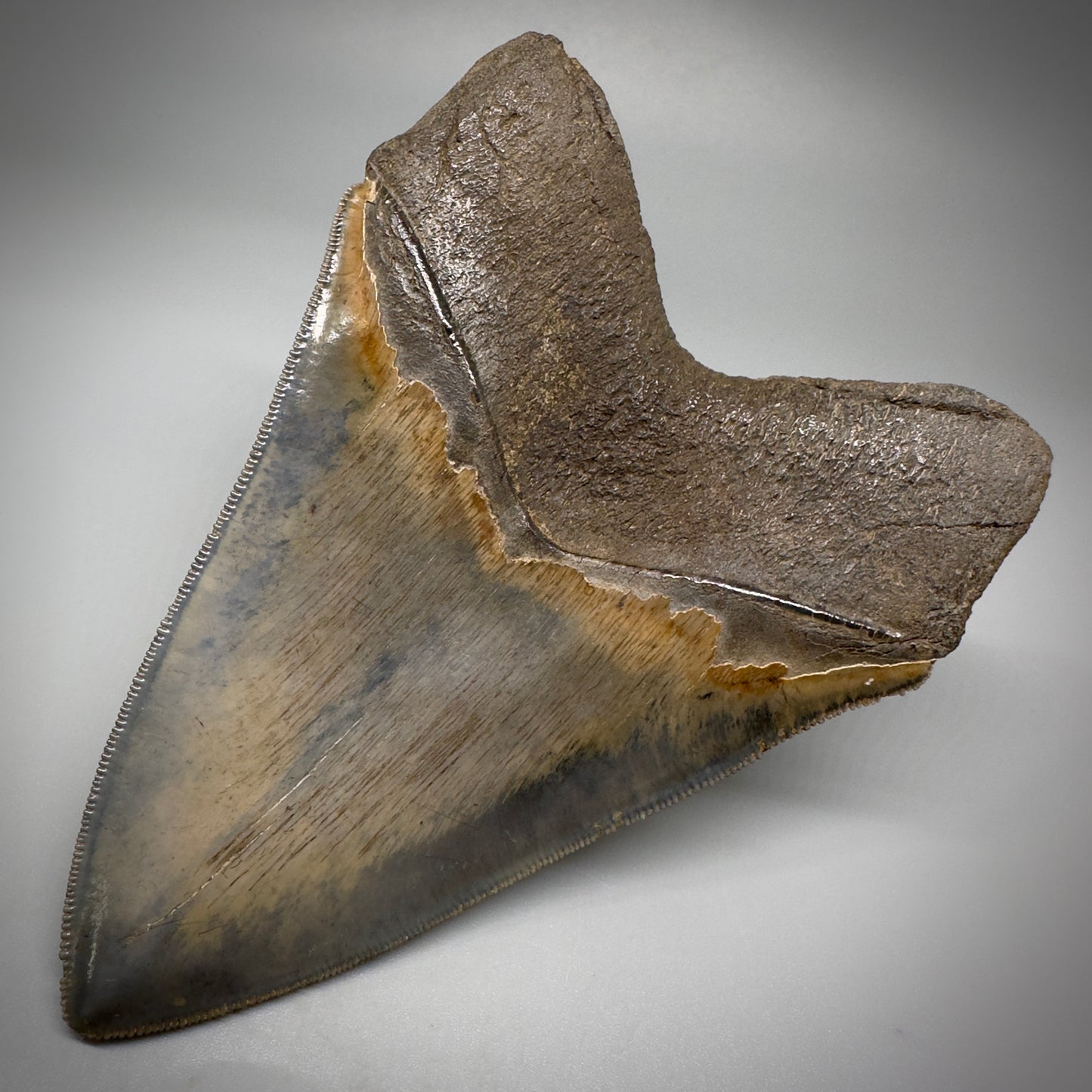 Collector's Quality, colorful 4.83" Fossil Megalodon Tooth - South Carolina CM5309 - Back Right
