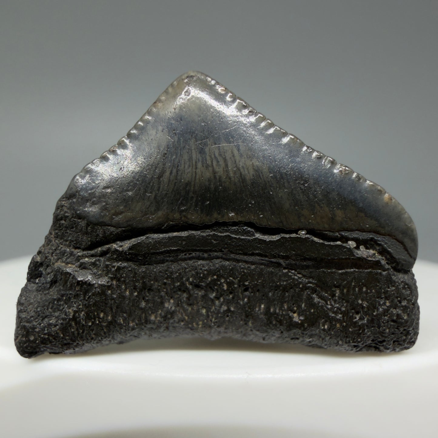 Back View 1.10" Posterior Fossil Megalodon Tooth – South Carolina River Find | Authentic CM6022 