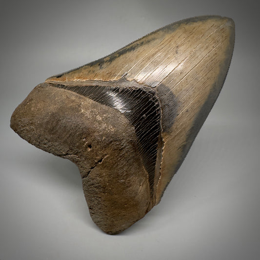 Collector's Quality, colorful 4.83" Fossil Megalodon Tooth - South Carolina CM5309 - Front
