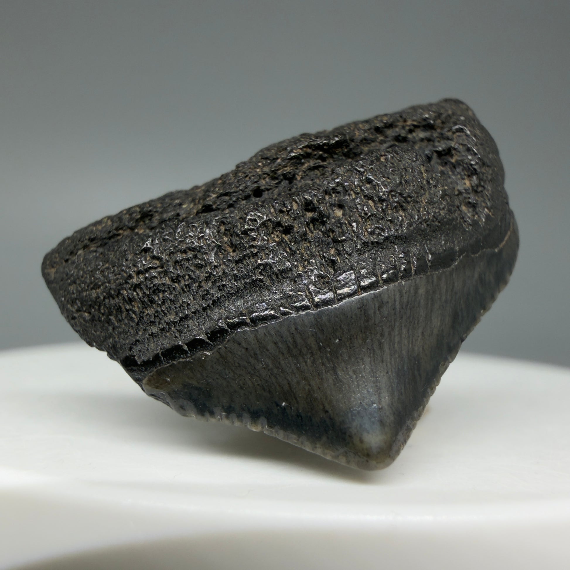 Front Left View 1.10" Posterior Fossil Megalodon Tooth – South Carolina River Find | Authentic CM6022 