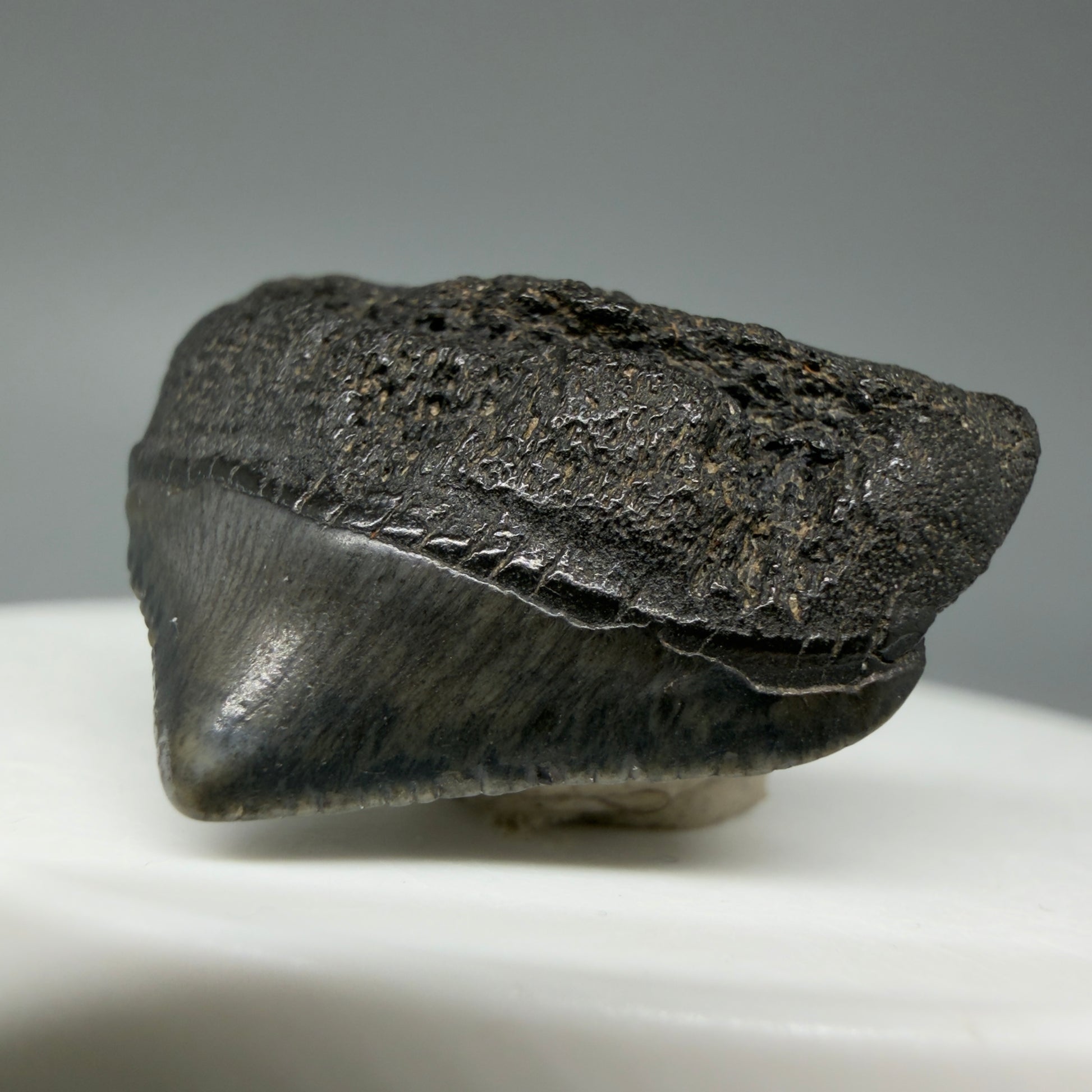 Front Right View 1.10" Posterior Fossil Megalodon Tooth – South Carolina River Find | Authentic CM6022 
