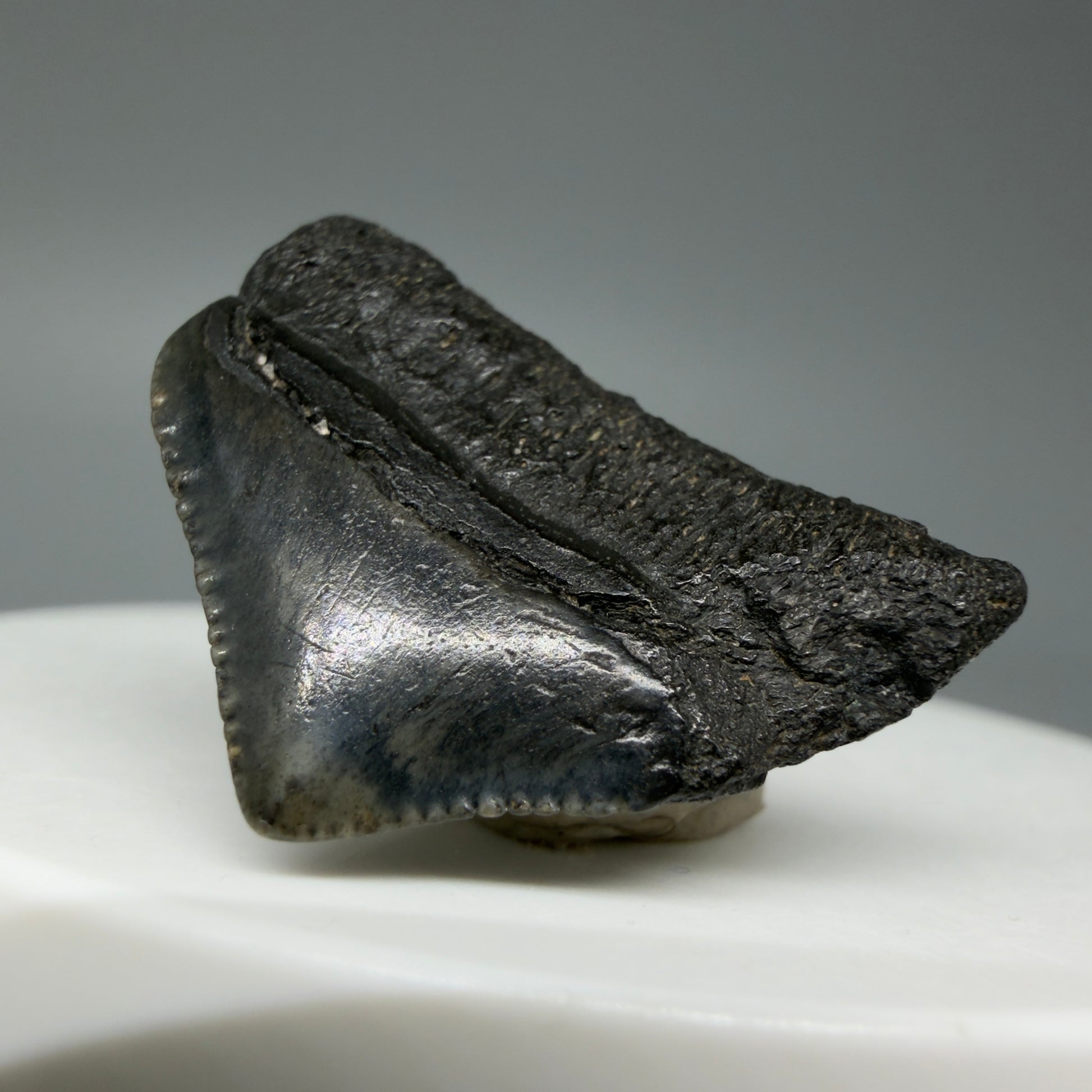 Back Right View 1.10" Posterior Fossil Megalodon Tooth – South Carolina River Find | Authentic CM6022 