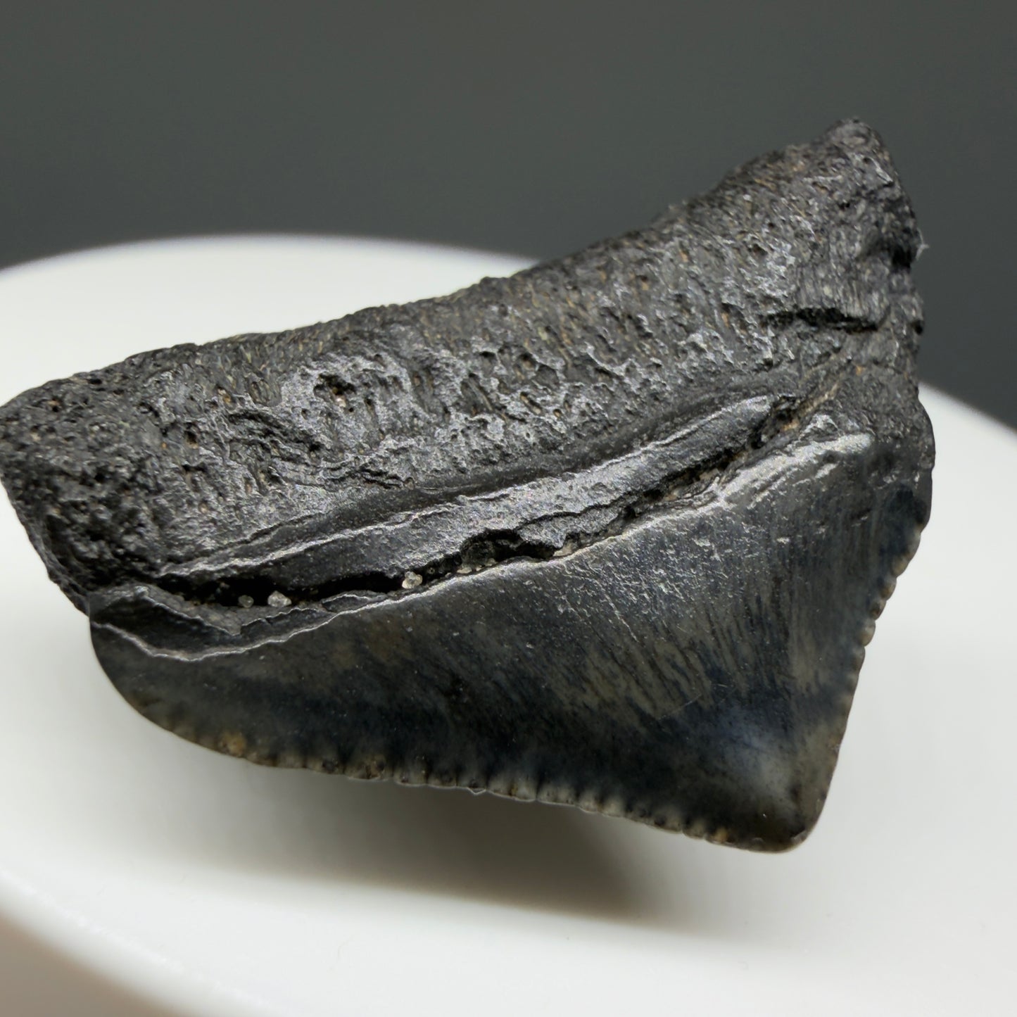Back Left View 1.10" Posterior Fossil Megalodon Tooth – South Carolina River Find | Authentic CM6022 