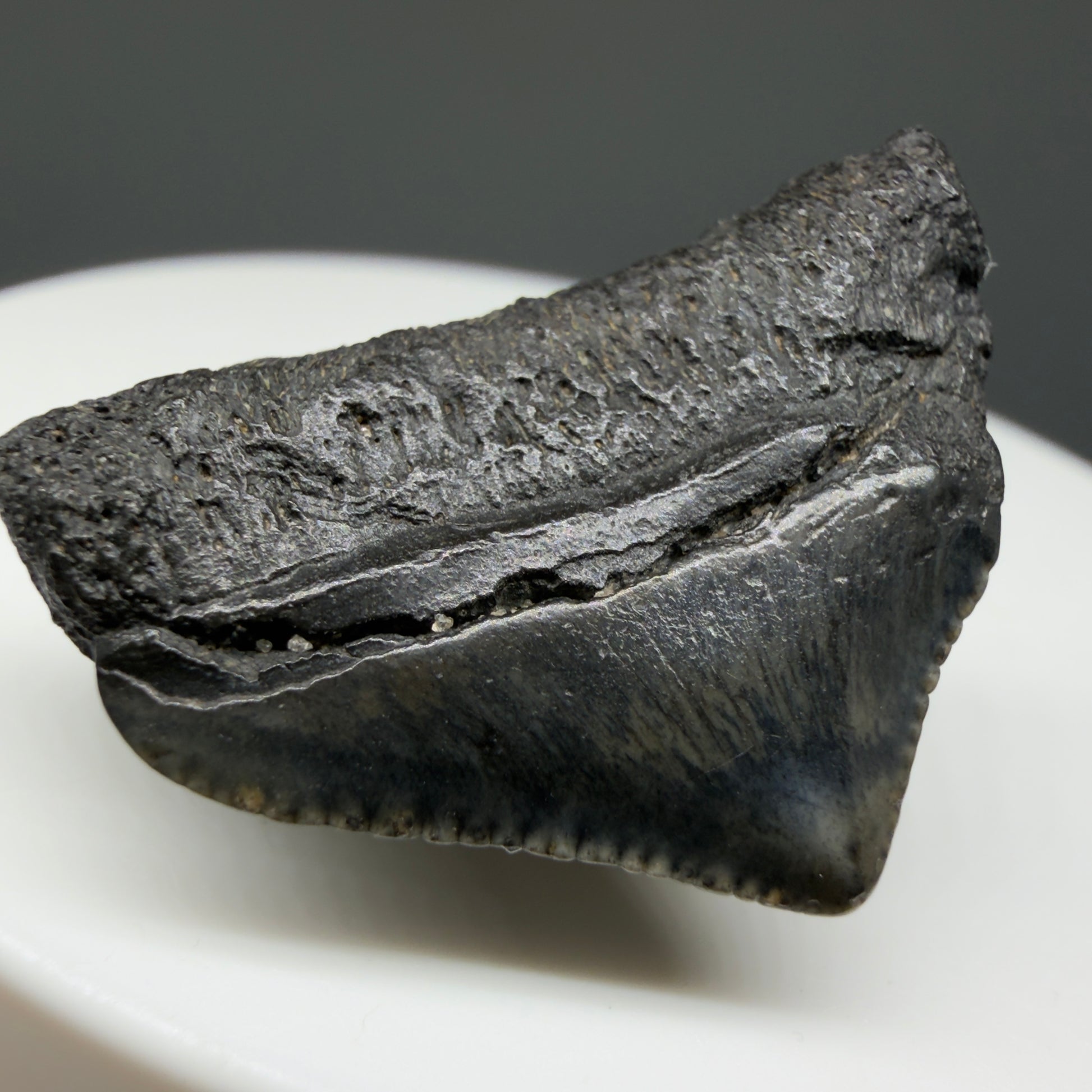 Back Left View 1.10" Posterior Fossil Megalodon Tooth – South Carolina River Find | Authentic CM6022 