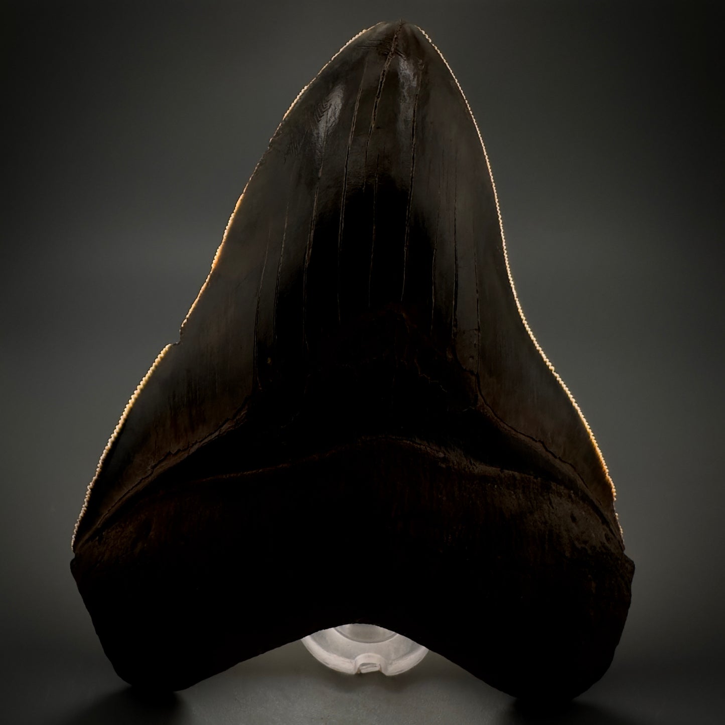 Collector's Quality, colorful 4.91" Fossil Megalodon Tooth - South Carolina CM5308 - Front 1