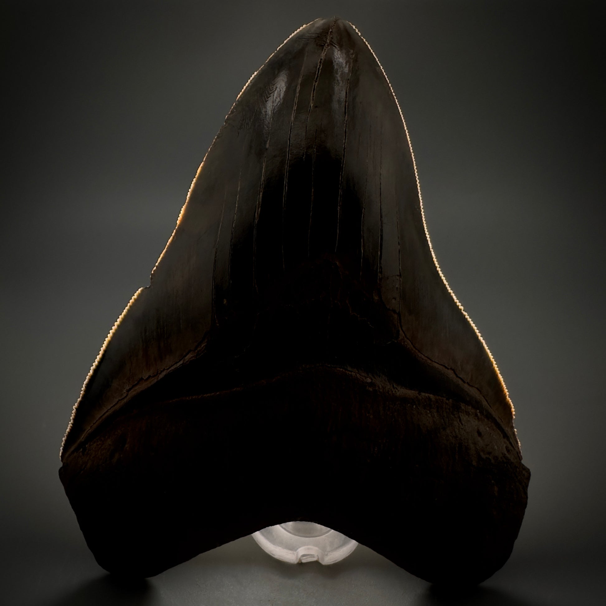 Collector's Quality, colorful 4.91" Fossil Megalodon Tooth - South Carolina CM5308 - Front 1