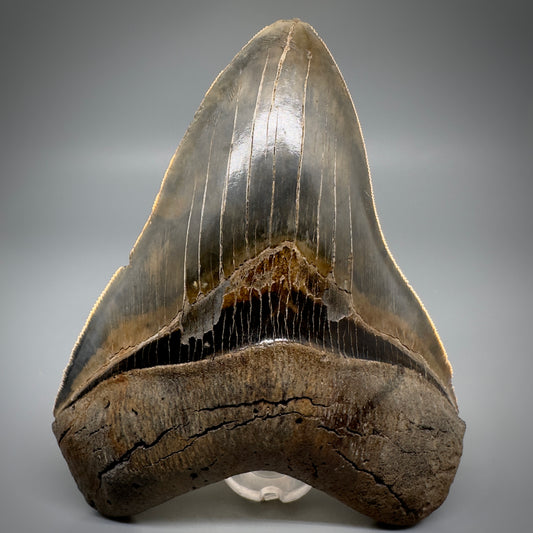 Collector's Quality, colorful 4.91" Fossil Megalodon Tooth - South Carolina CM5308 - Front