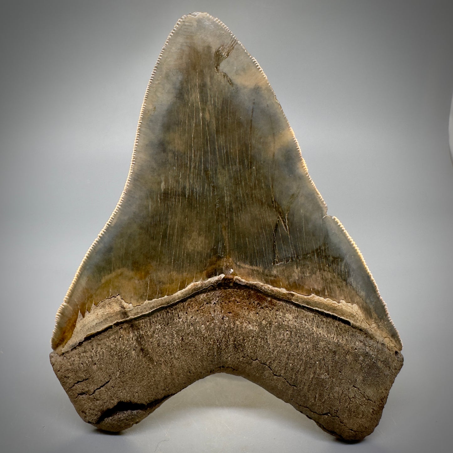 Collector's Quality, colorful 4.91" Fossil Megalodon Tooth - South Carolina CM5308 - Back