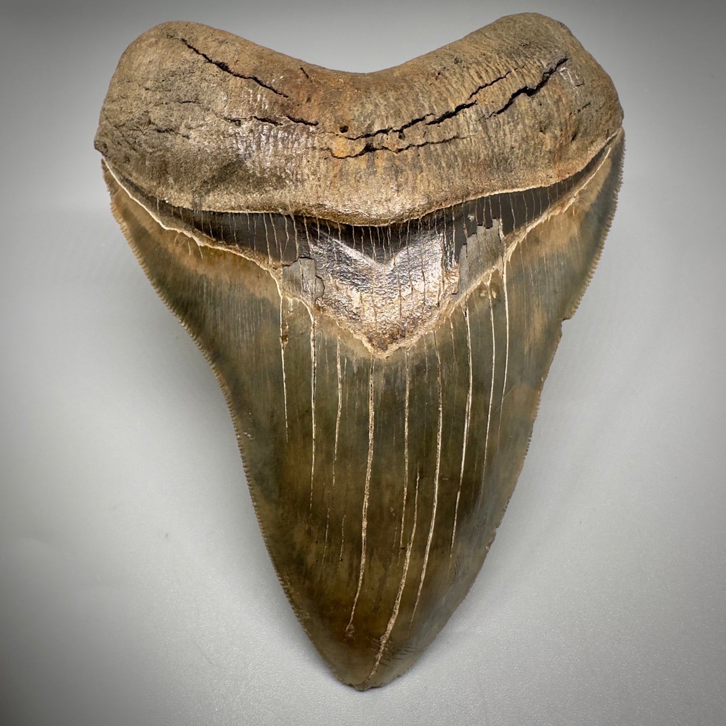 Collector's Quality, colorful 4.91" Fossil Megalodon Tooth - South Carolina CM5308 - Front 3