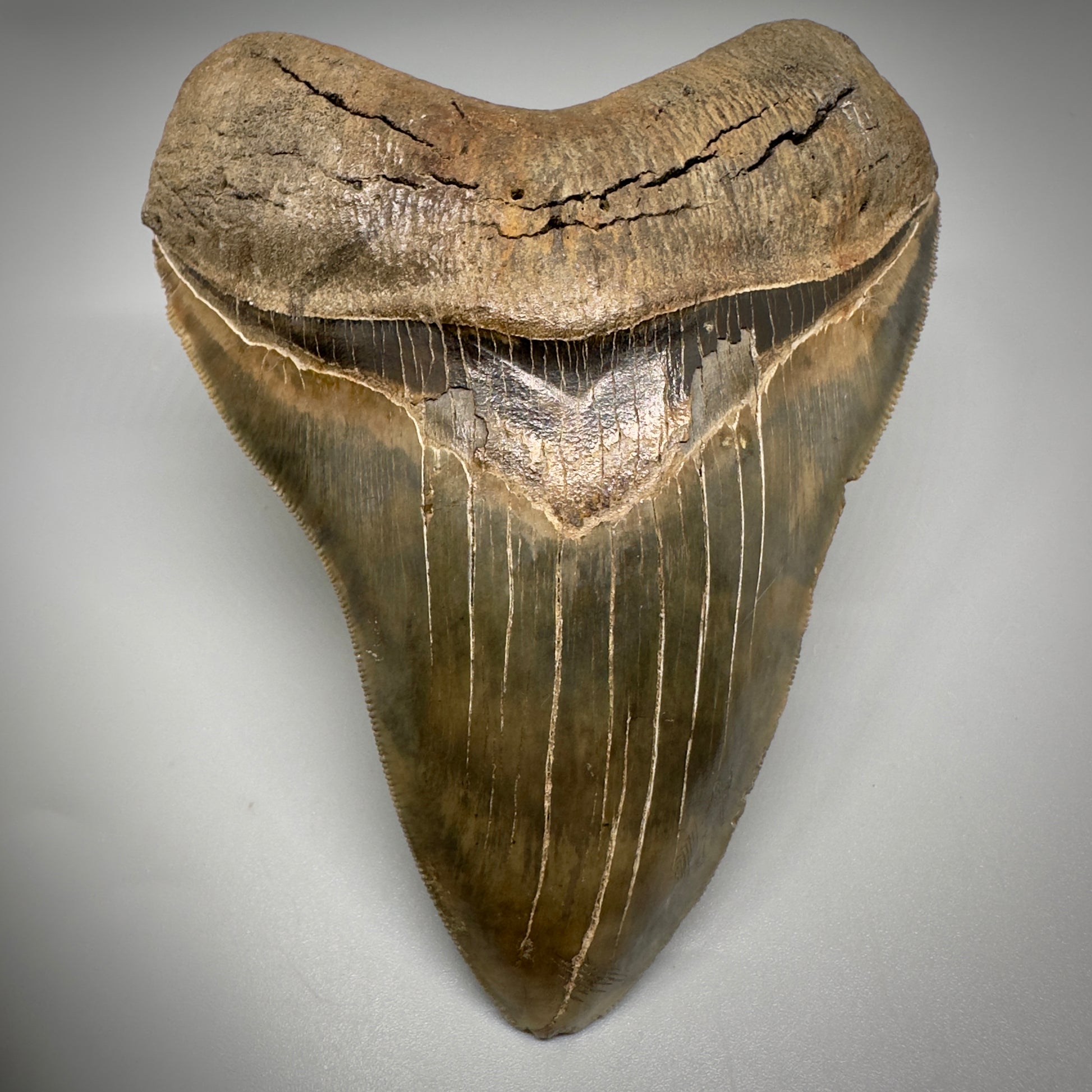 Collector's Quality, colorful 4.91" Fossil Megalodon Tooth - South Carolina CM5308 - Front 3