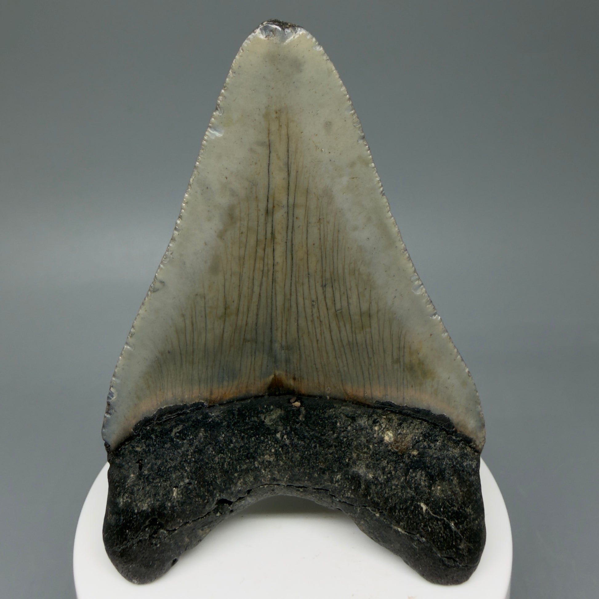 Back View Colorful 3.31" Fossil Megalodon Tooth from North Carolina - megalodonteeth.com CM6041