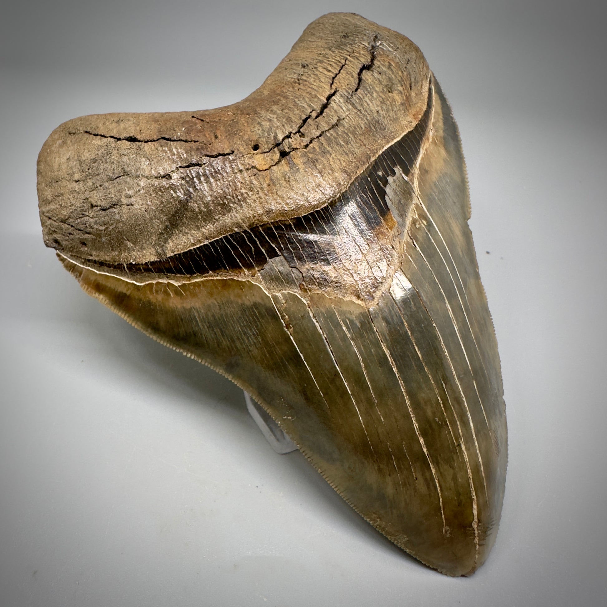 Collector's Quality, colorful 4.91" Fossil Megalodon Tooth - South Carolina CM5308 - Front Left
