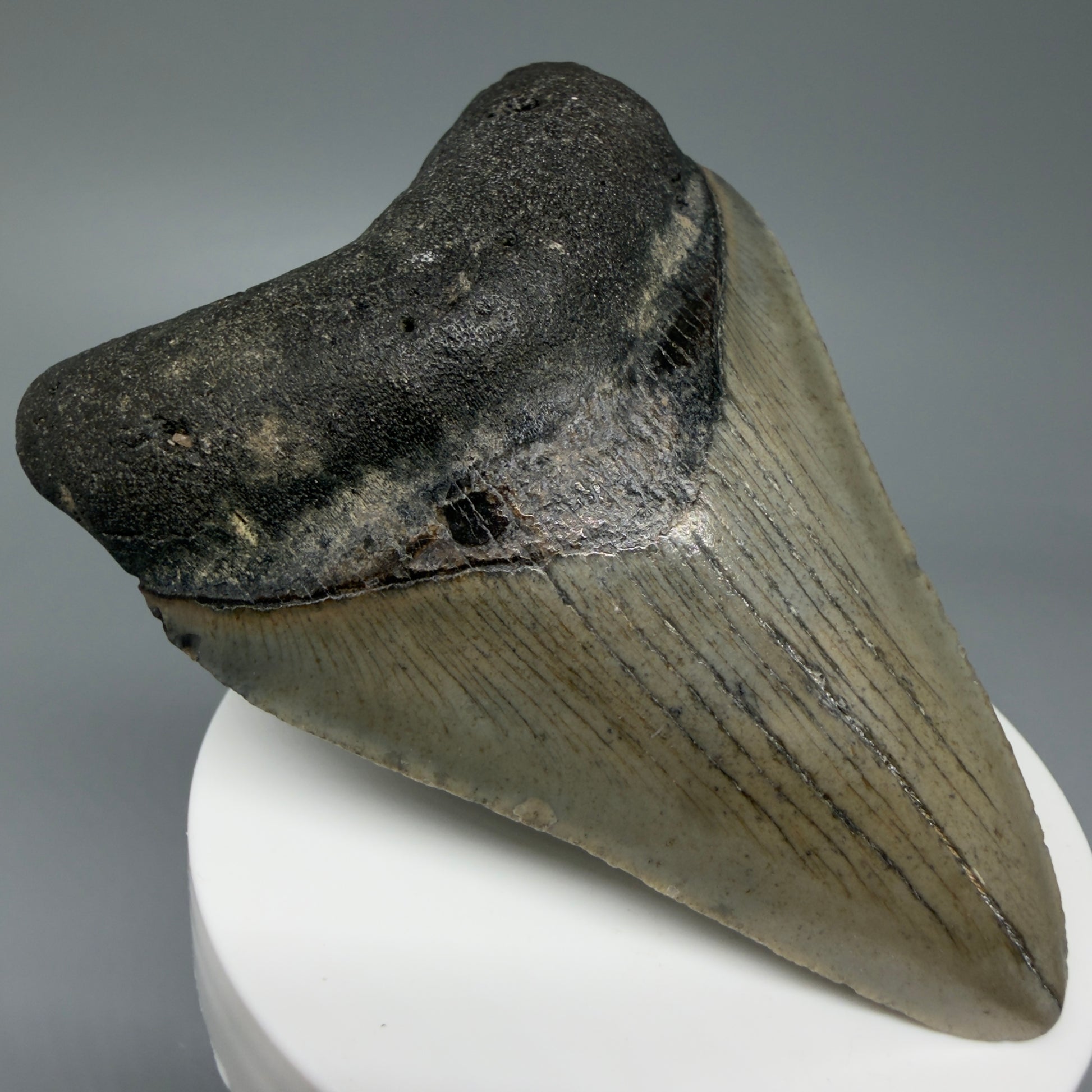 Front Left View Colorful 3.31" Fossil Megalodon Tooth from North Carolina - megalodonteeth.com CM6041