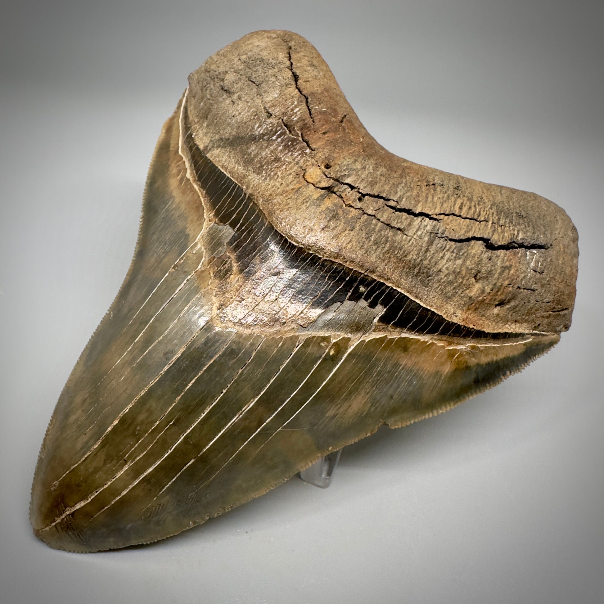 Collector's Quality, colorful 4.91" Fossil Megalodon Tooth - South Carolina CM5308 - Front Right