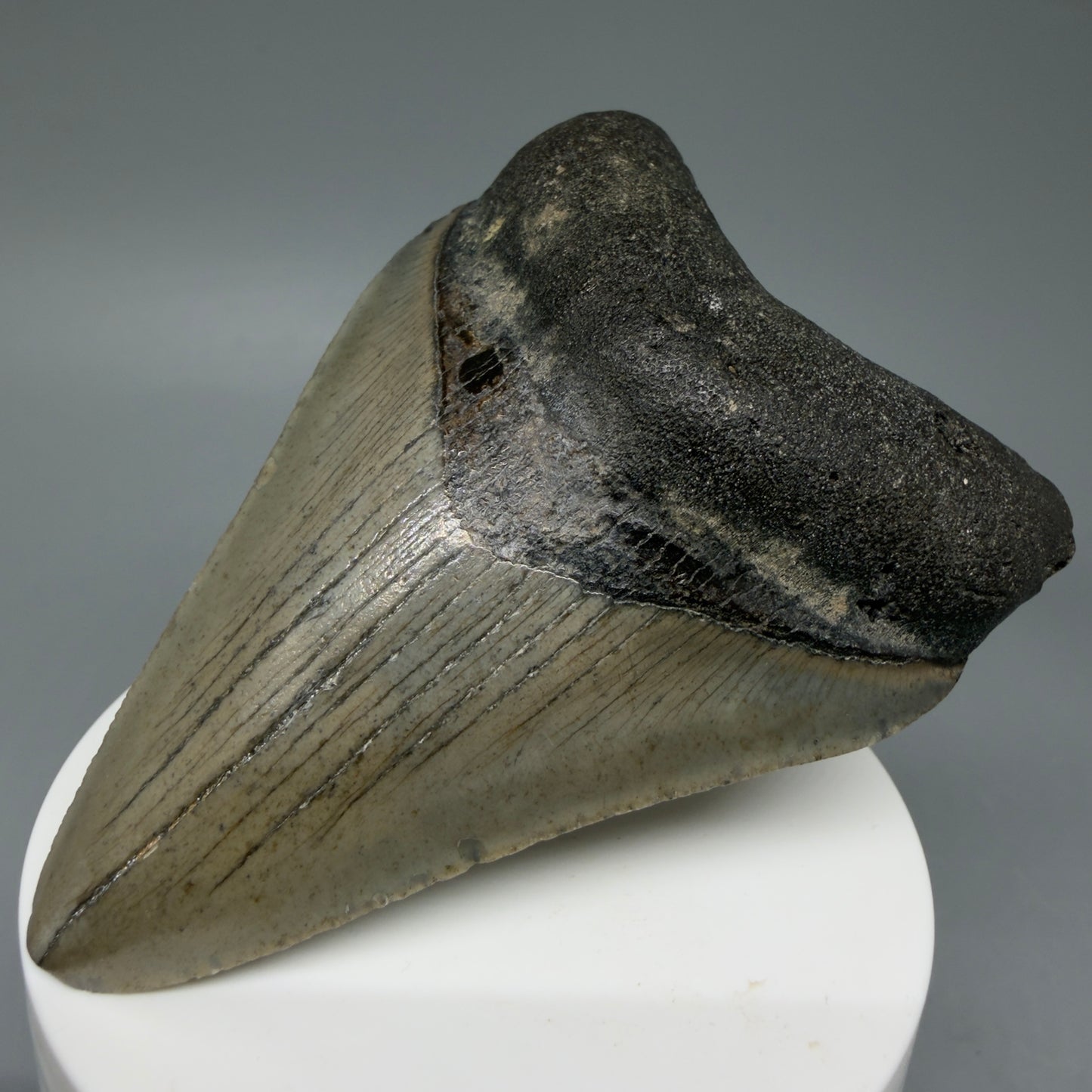 Front Right View Colorful 3.31" Fossil Megalodon Tooth from North Carolina - megalodonteeth.com CM6041