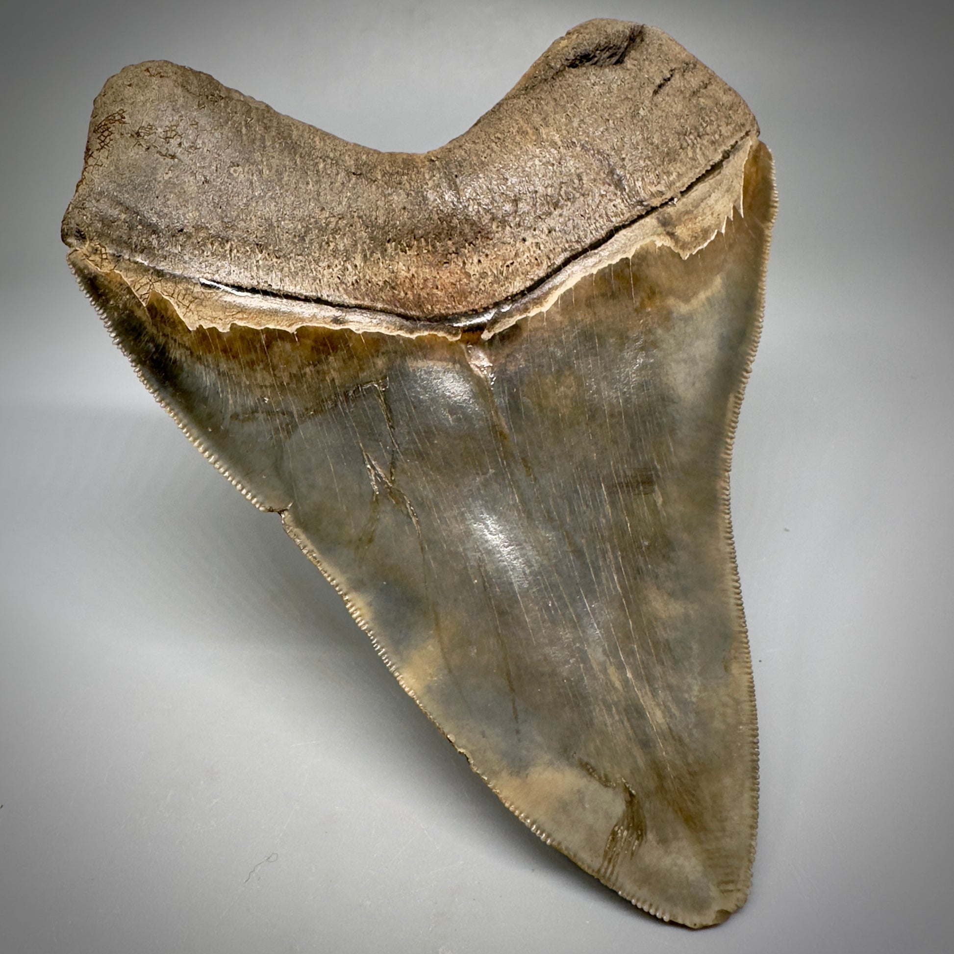 Collector's Quality, colorful 4.91" Fossil Megalodon Tooth - South Carolina CM5308 - Back Left