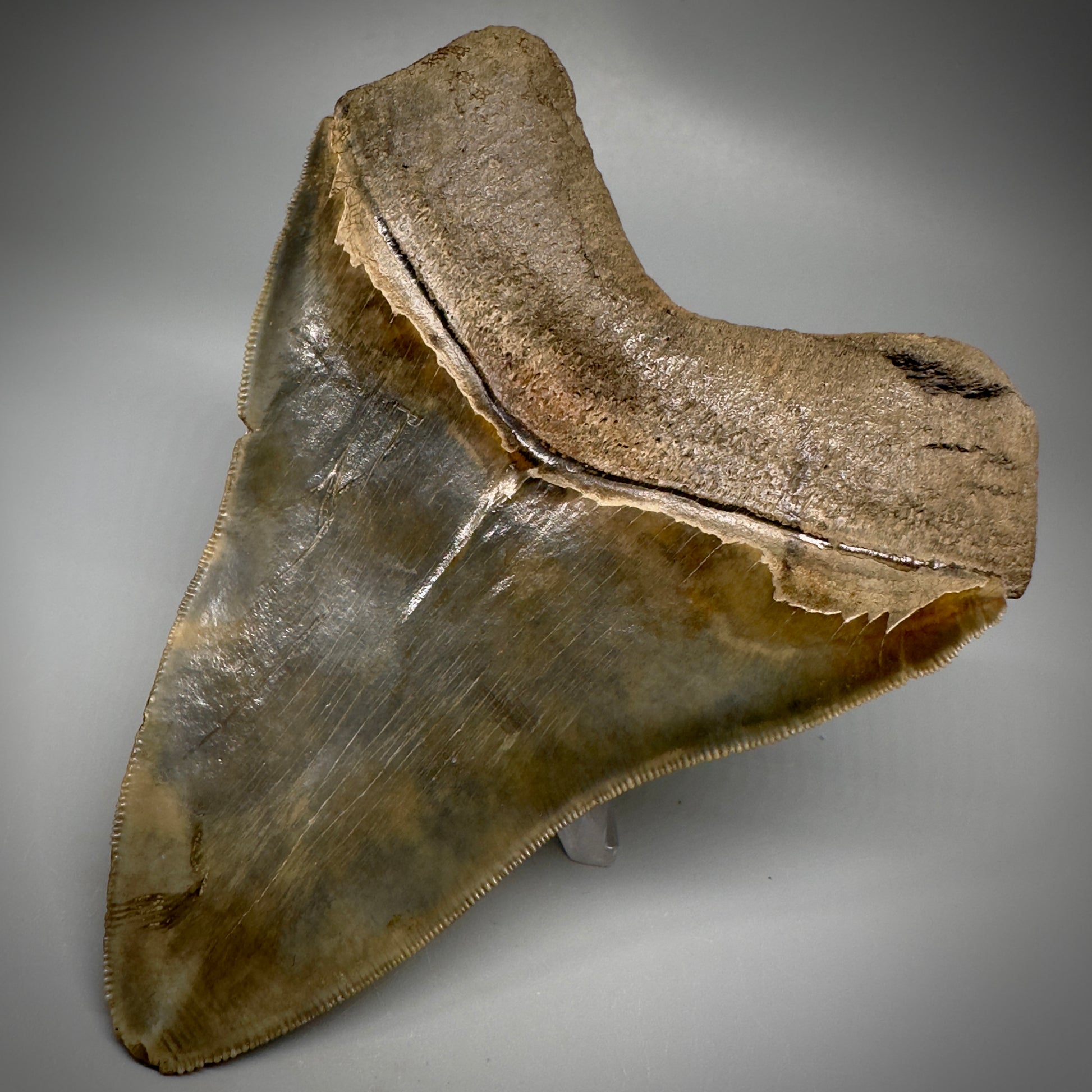 Collector's Quality, colorful 4.91" Fossil Megalodon Tooth - South Carolina CM5308 - Back Right