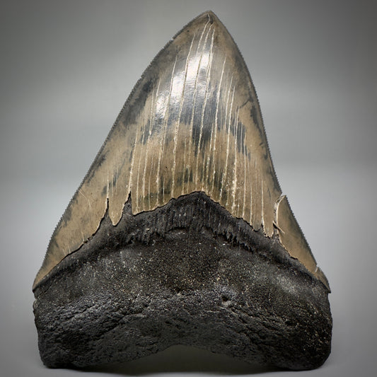 Collector's Quality, colorful 5.03" Fossil Megalodon Tooth - South Carolina CM5310 - Front