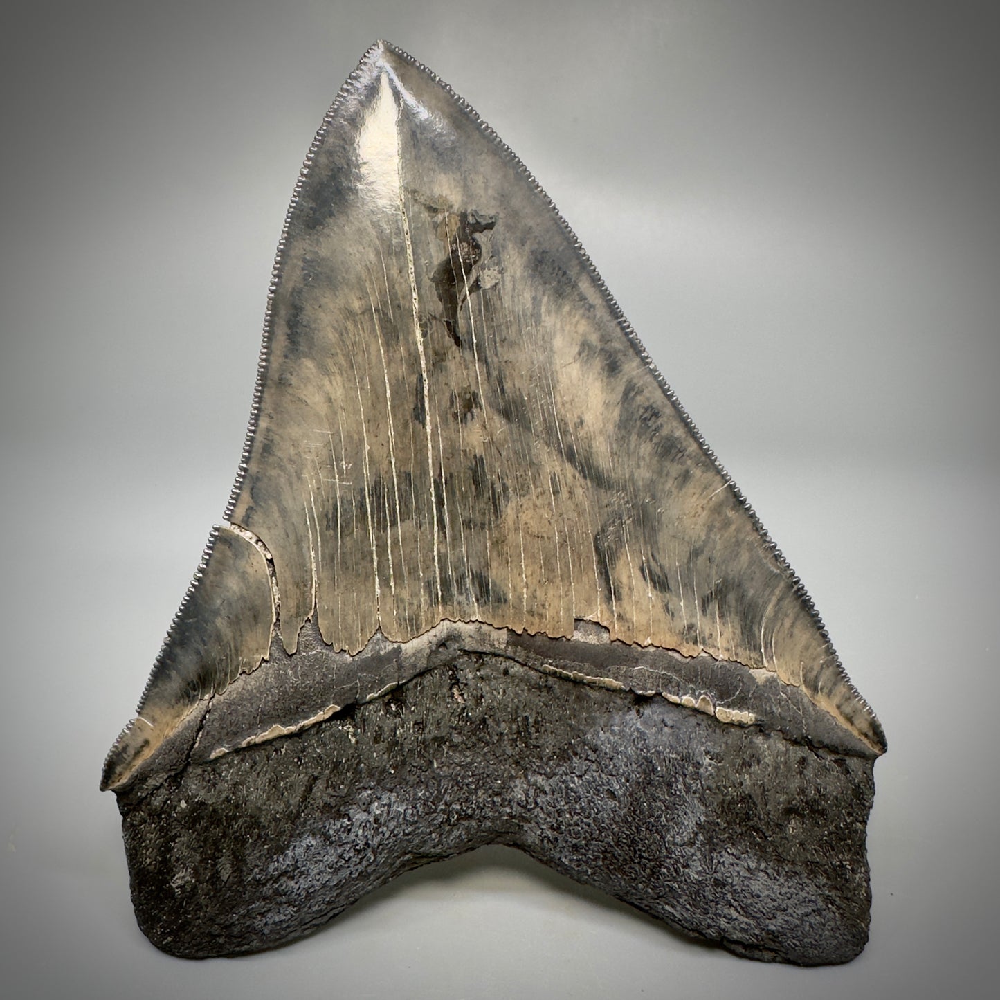 Collector's Quality, colorful 5.03" Fossil Megalodon Tooth - South Carolina CM5310 - Back 