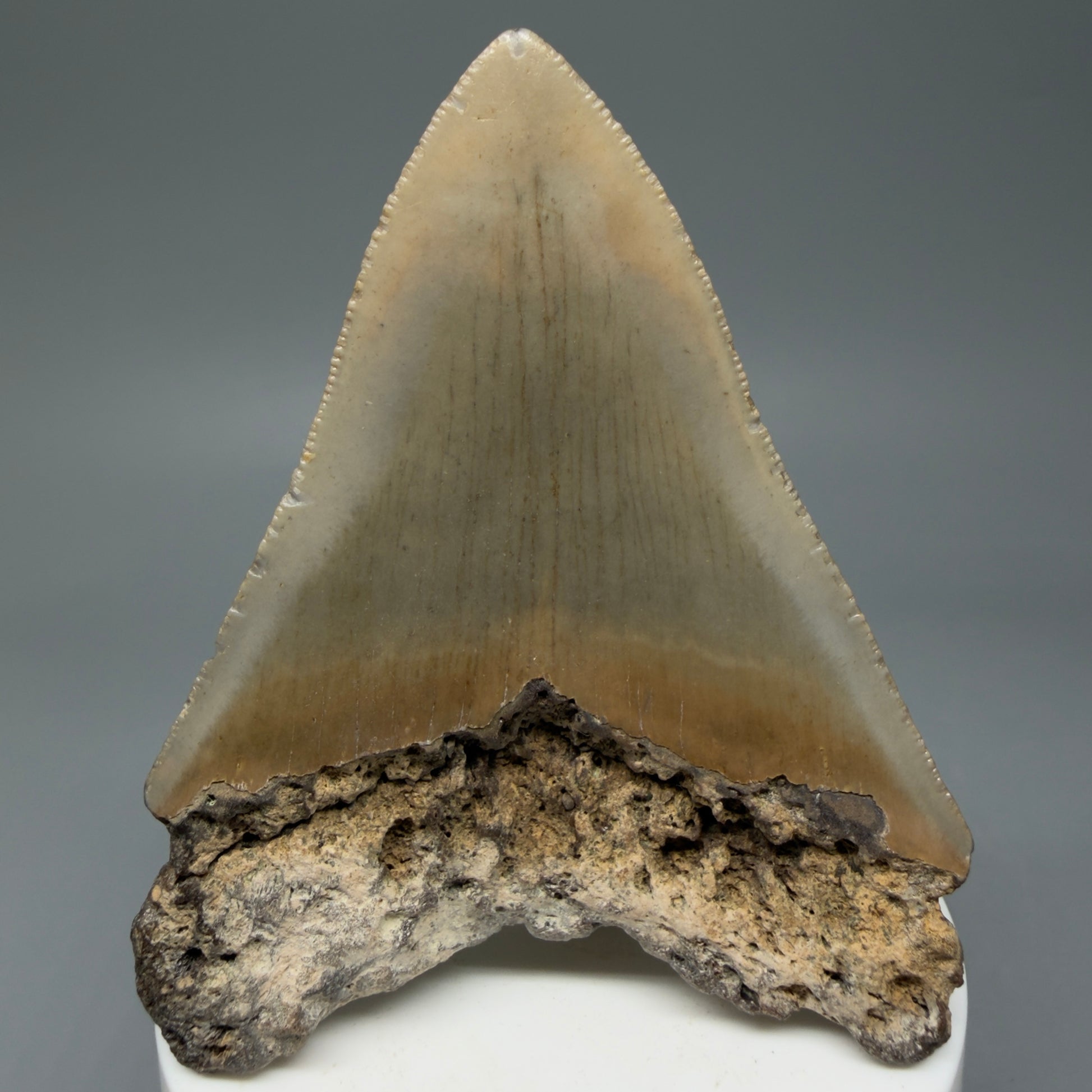 Back View Colorful 3.28" Fossil Megalodon Tooth from North Carolina - megalodonteeth.com CM6040