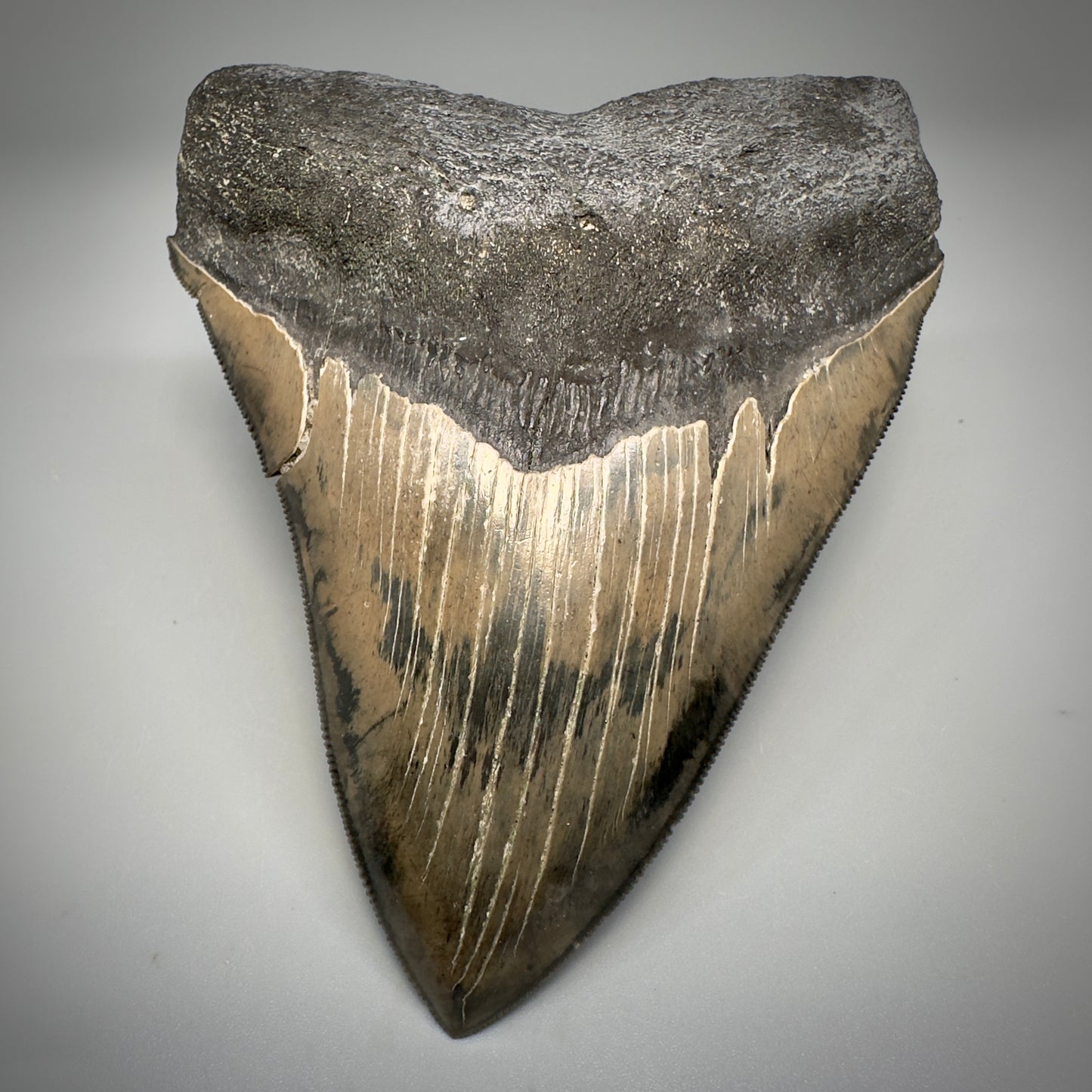 Collector's Quality, colorful 5.03" Fossil Megalodon Tooth - South Carolina CM5310 - Front 1