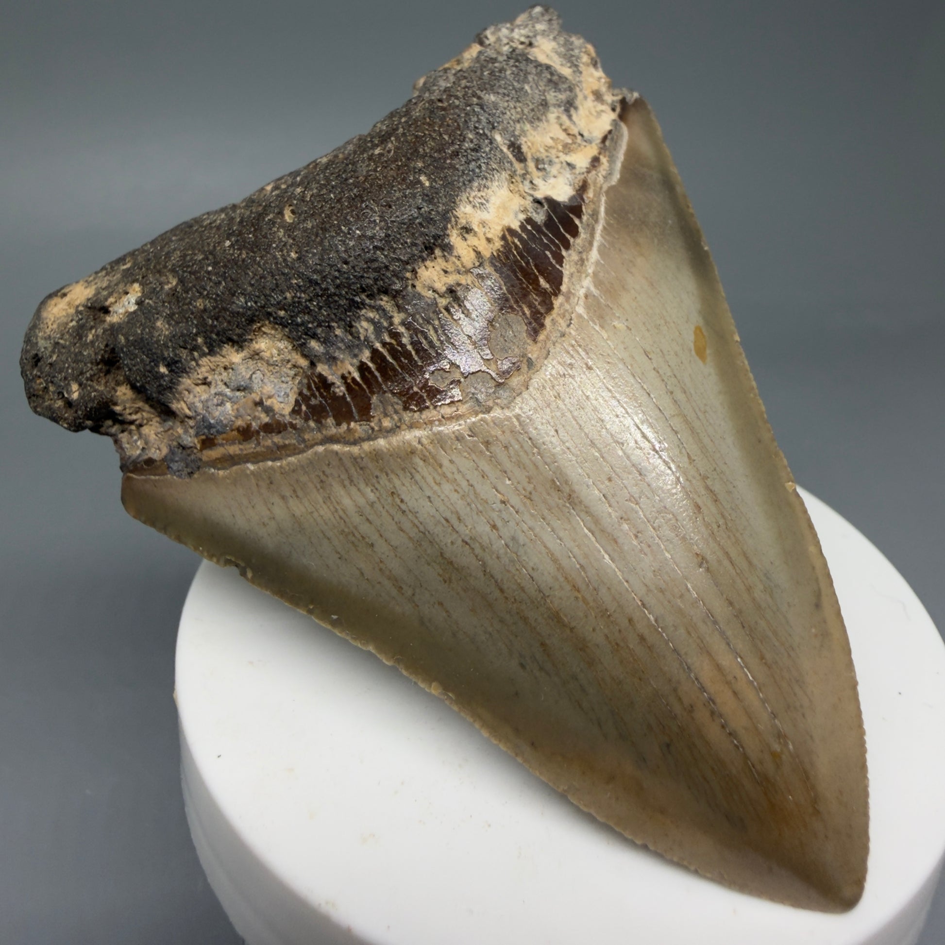 Front Left View Colorful 3.28" Fossil Megalodon Tooth from North Carolina - megalodonteeth.com CM6040