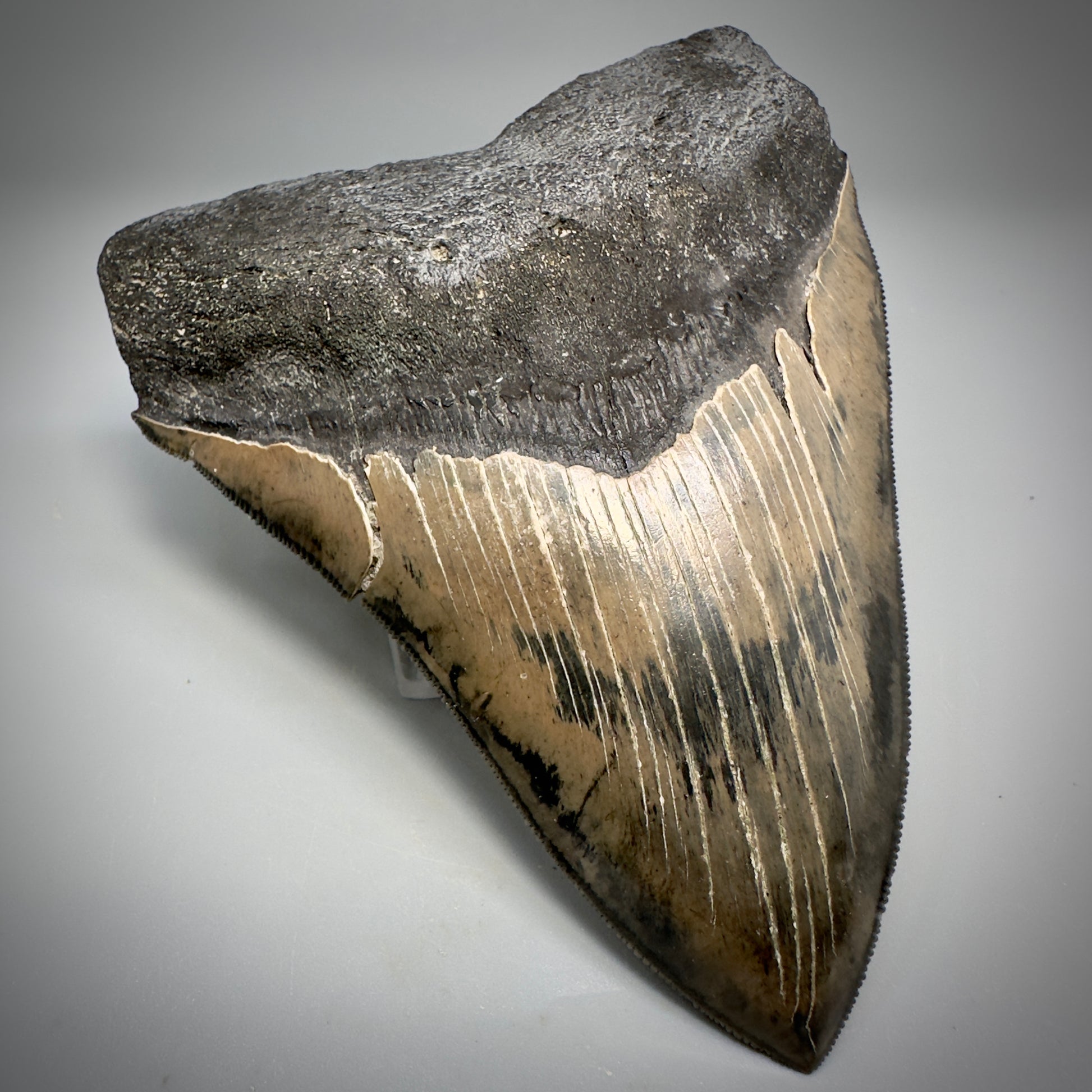 Collector's Quality, colorful 5.03" Fossil Megalodon Tooth - South Carolina CM5310 - Front Left