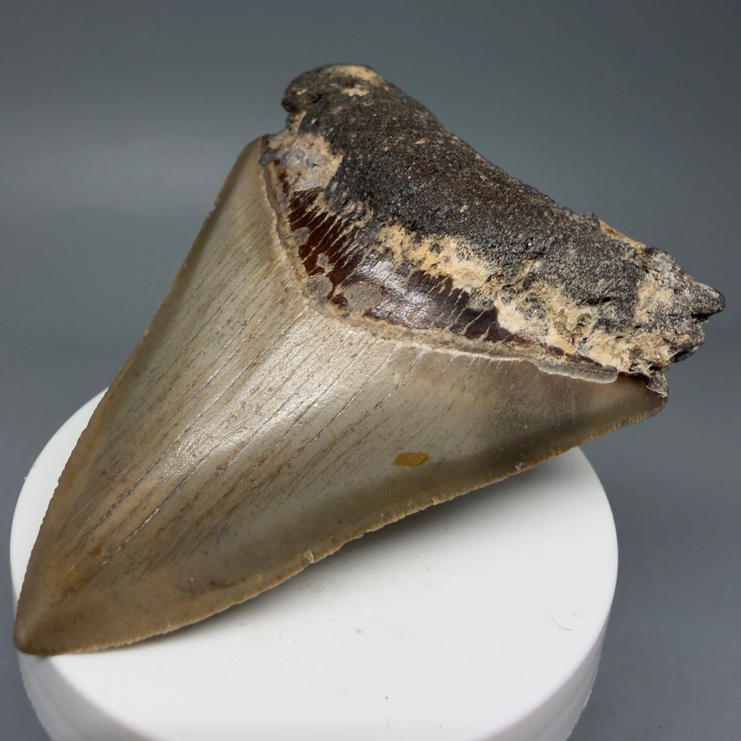 Front Right View Colorful 3.28" Fossil Megalodon Tooth from North Carolina - megalodonteeth.com CM6040
