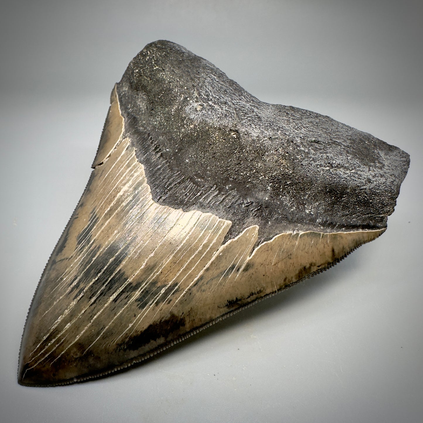 Collector's Quality, colorful 5.03" Fossil Megalodon Tooth - South Carolina CM5310 - Front Right