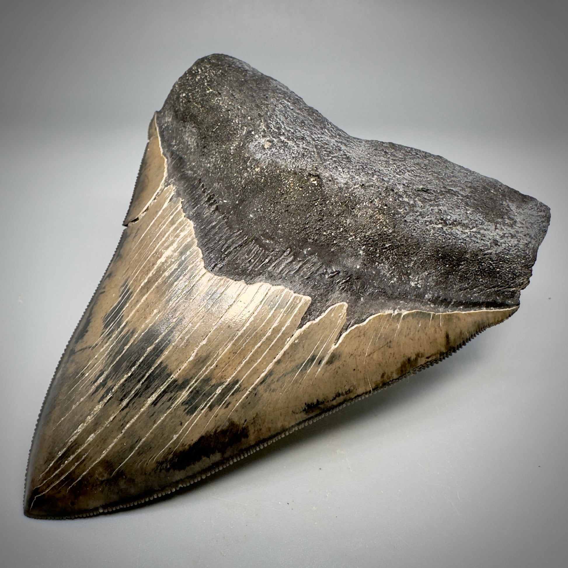 Collector's Quality, colorful 5.03" Fossil Megalodon Tooth - South Carolina CM5310 - Front Right