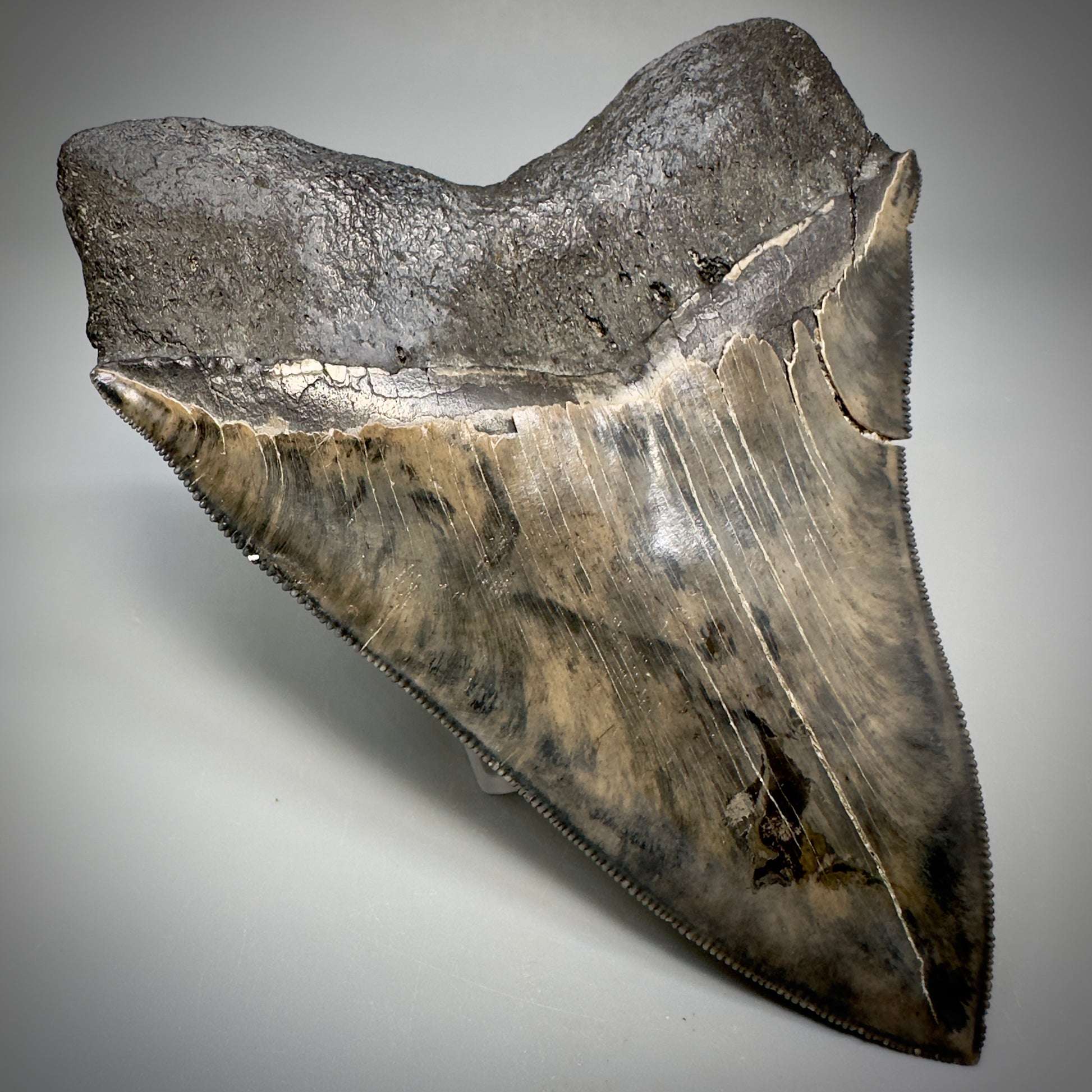 Collector's Quality, colorful 5.03" Fossil Megalodon Tooth - South Carolina CM5310 - Back Left