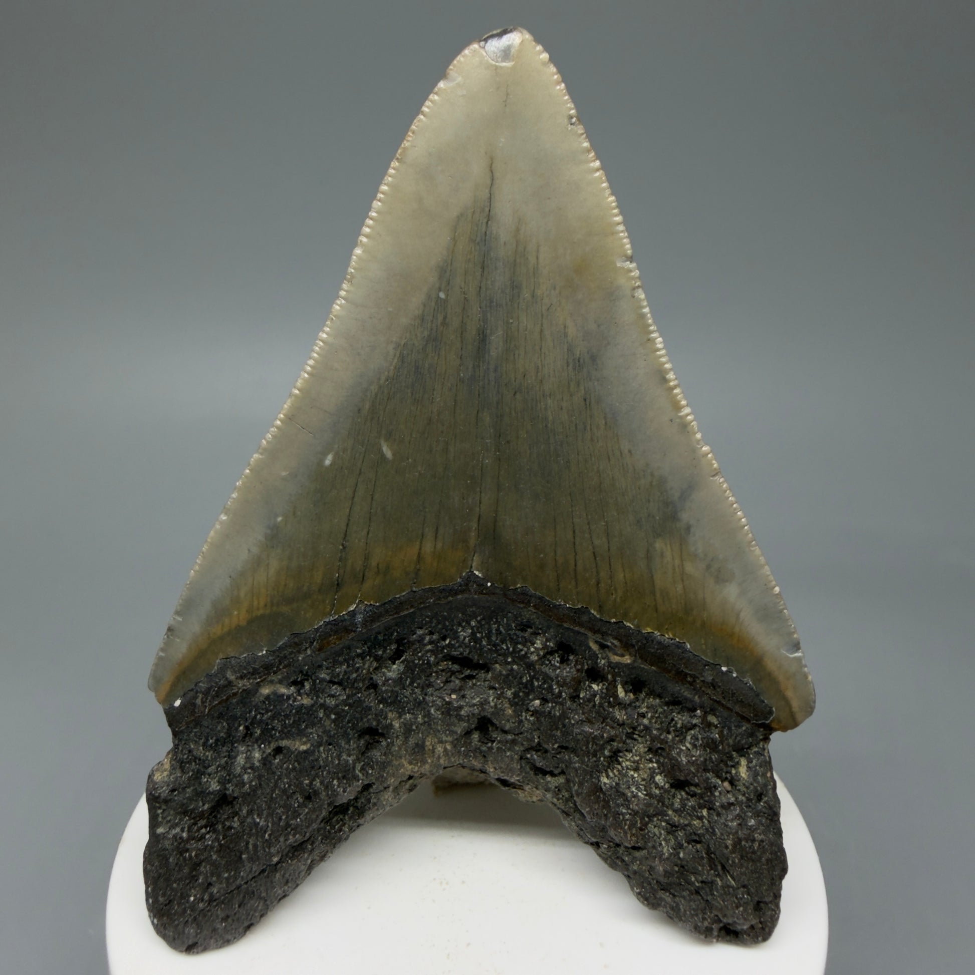 Back View Colorful 3.38" Fossil Megalodon Tooth from North Carolina - megalodonteeth.com CM6042