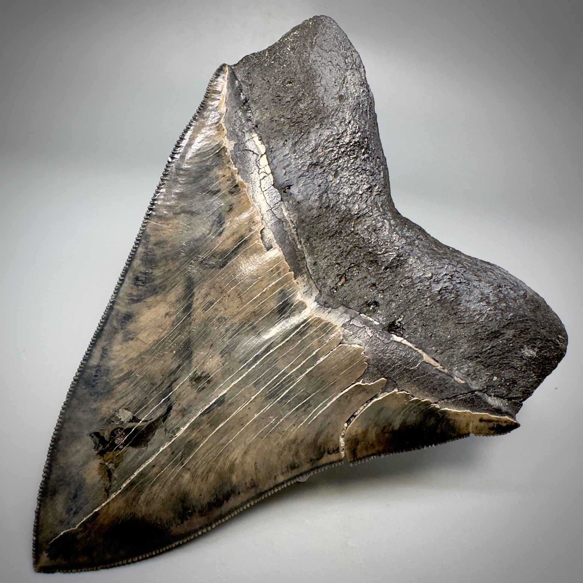 Collector's Quality, colorful 5.03" Fossil Megalodon Tooth - South Carolina CM5310 - Back Right