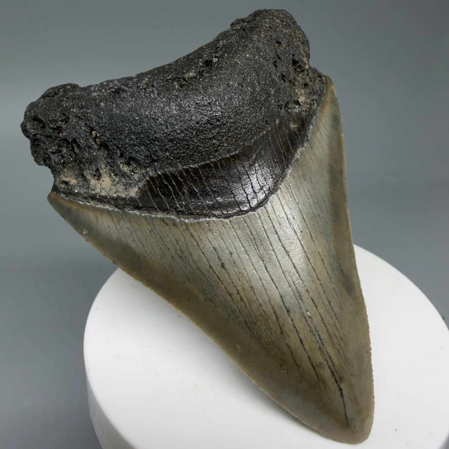 Front Left View Colorful 3.38" Fossil Megalodon Tooth from North Carolina - megalodonteeth.com CM6042