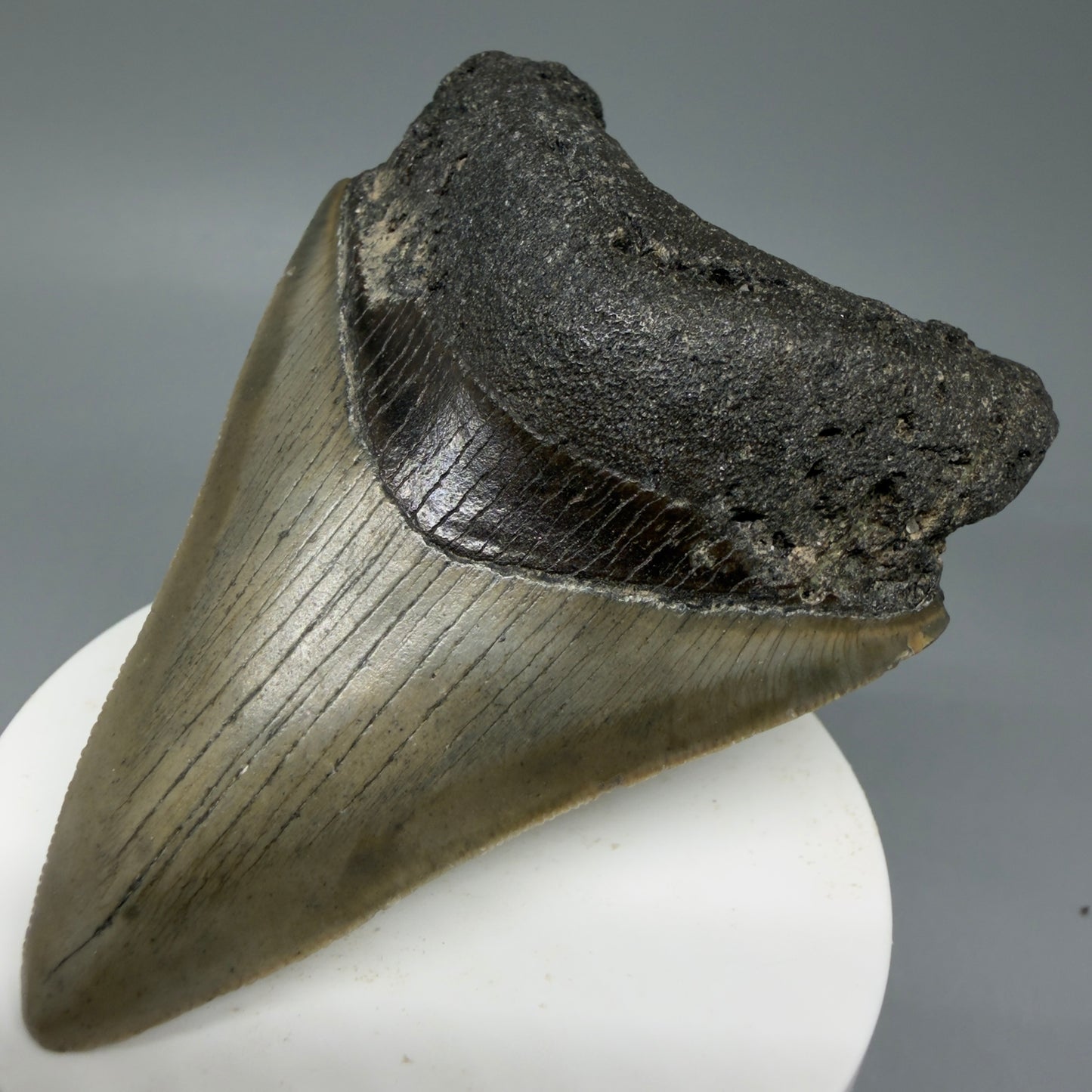 Front Right View Colorful 3.38" Fossil Megalodon Tooth from North Carolina - megalodonteeth.com CM6042