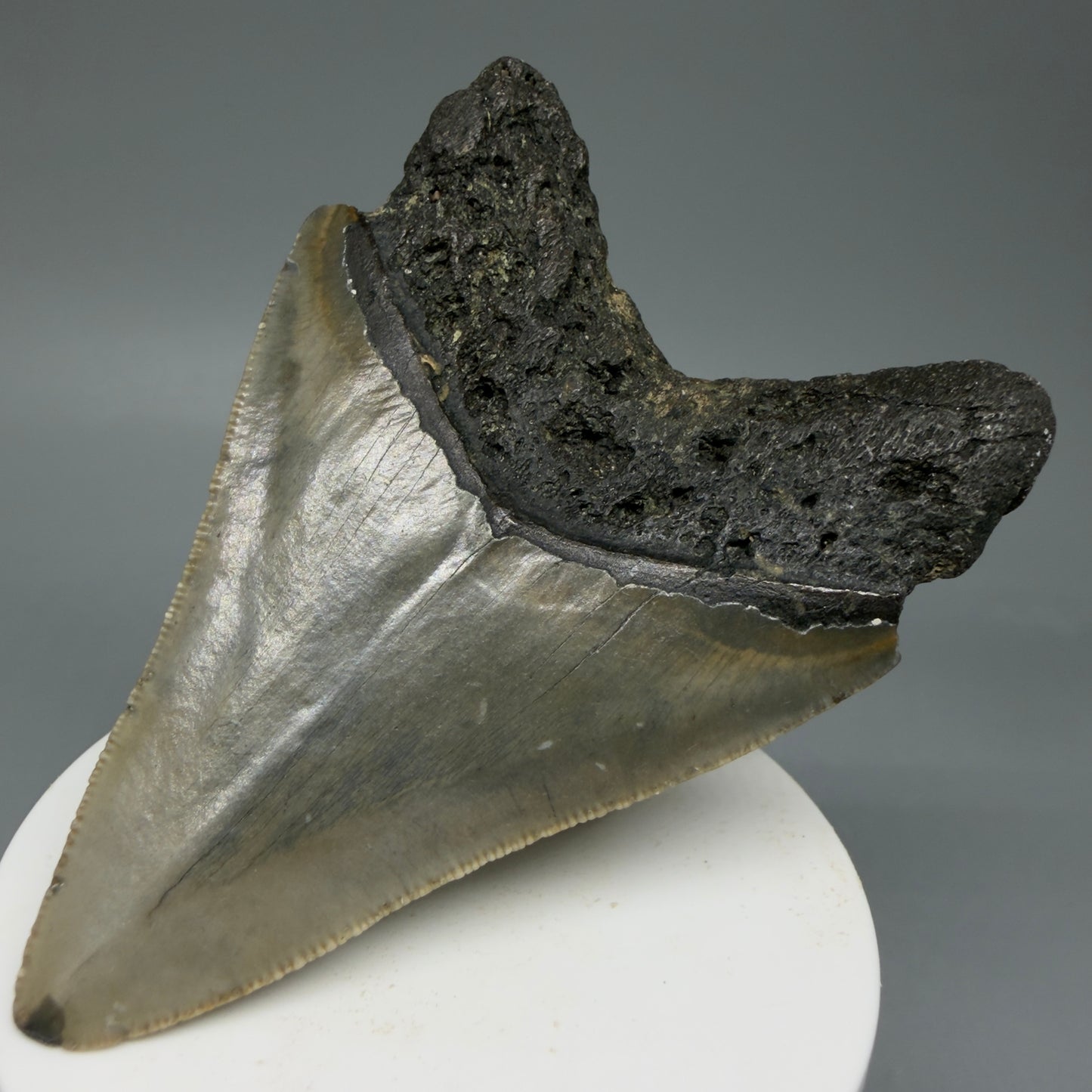 Back Right View Colorful 3.38" Fossil Megalodon Tooth from North Carolina - megalodonteeth.com CM6042