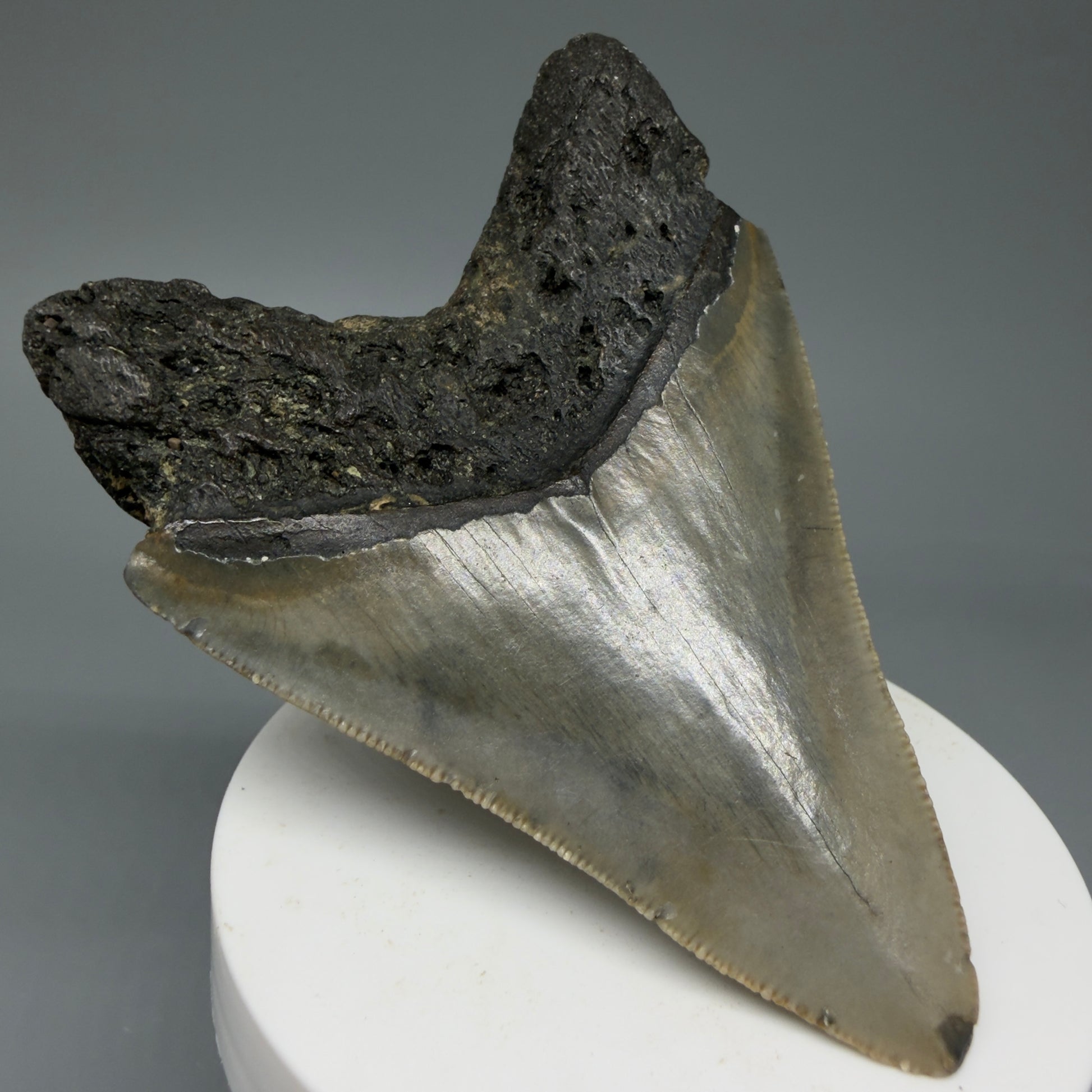 Back Left View Colorful 3.38" Fossil Megalodon Tooth from North Carolina - megalodonteeth.com CM6042