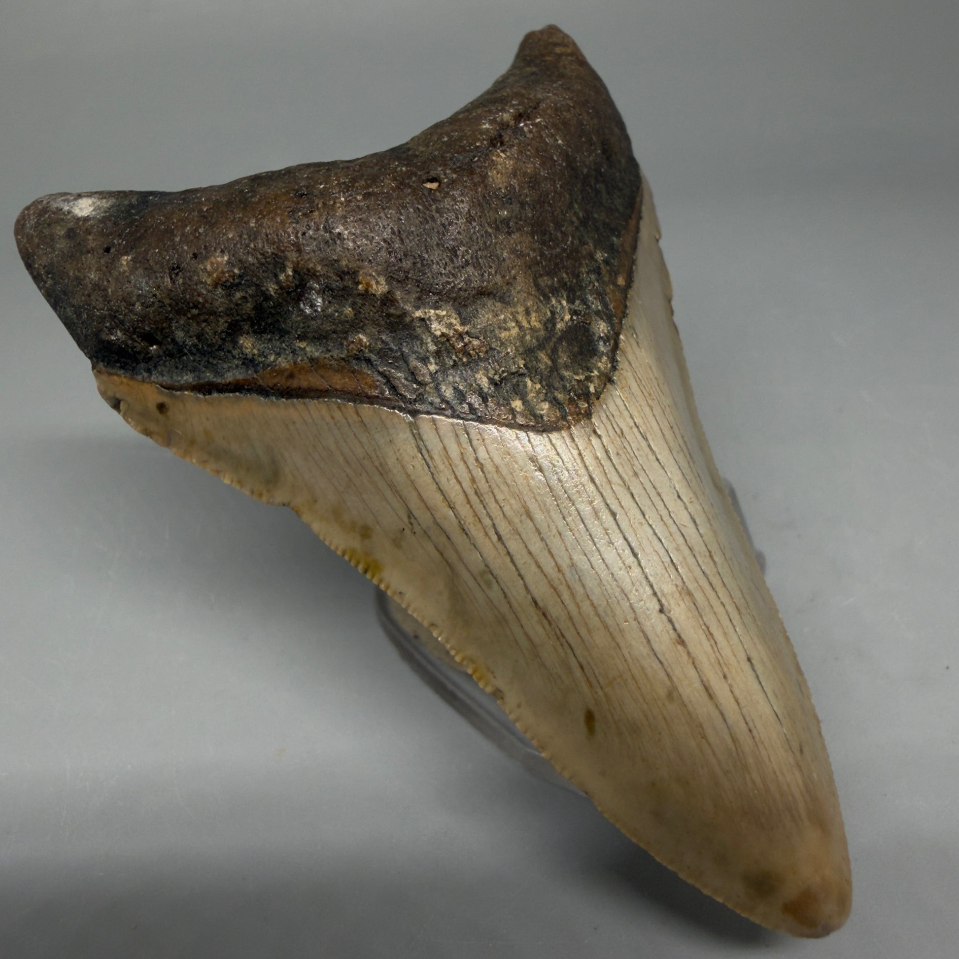 Front Left View Colorful 3.59" Fossil Megalodon Tooth from North Carolina CM6044