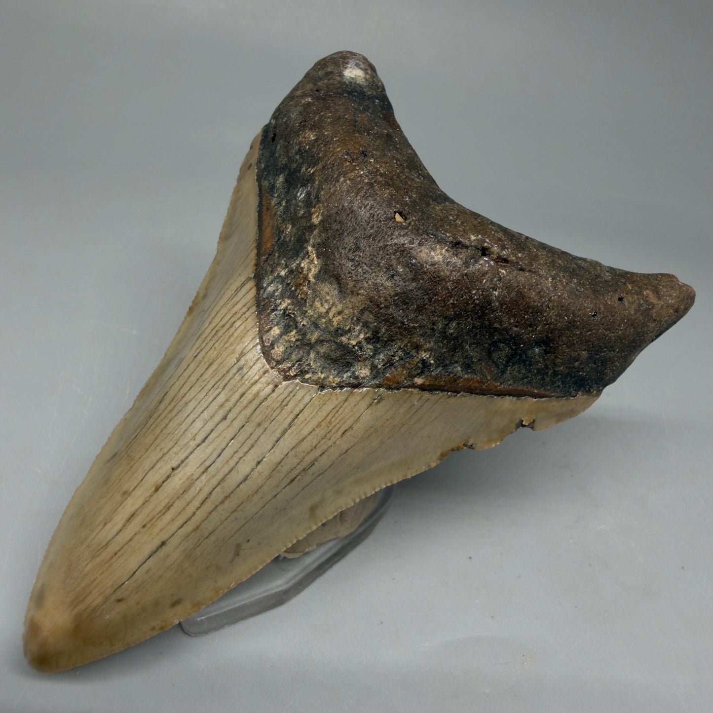 Front Right View Colorful 3.59" Fossil Megalodon Tooth from North Carolina CM6044