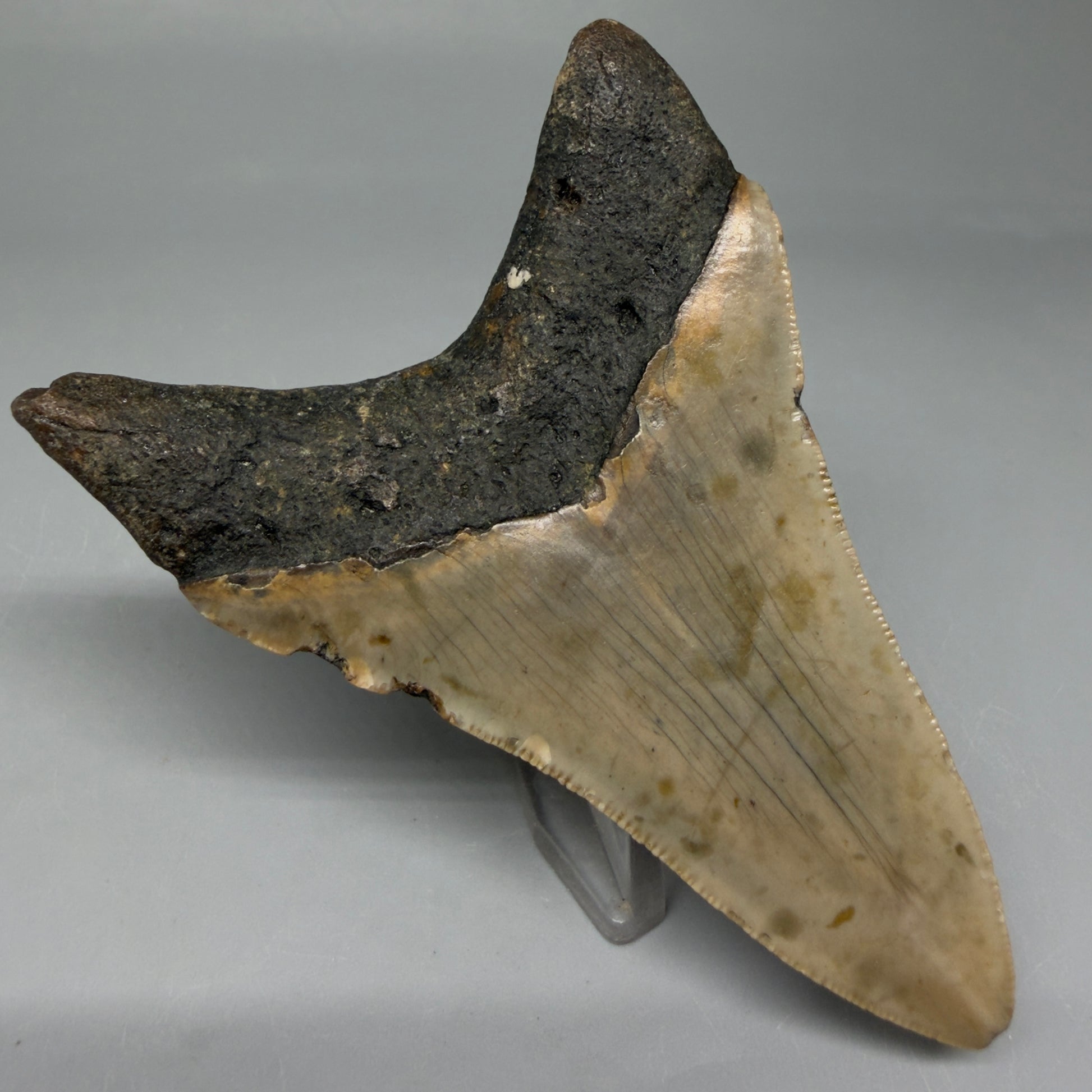 Back Left View Colorful 3.59" Fossil Megalodon Tooth from North Carolina CM6044