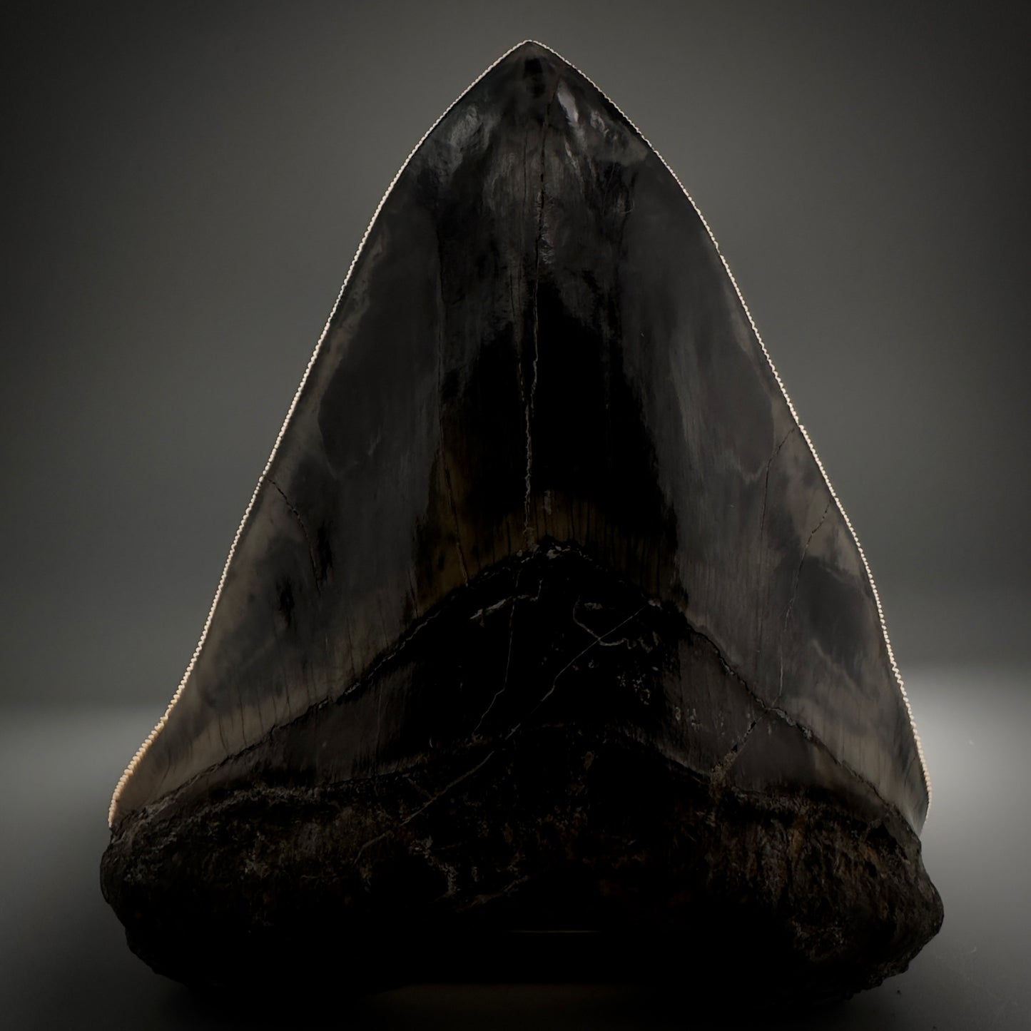 Collector's Quality Large, GEM 5.49" Fossil Megalodon Shark Tooth from West Java, Indonesia CM5315 - Front Serrations detail